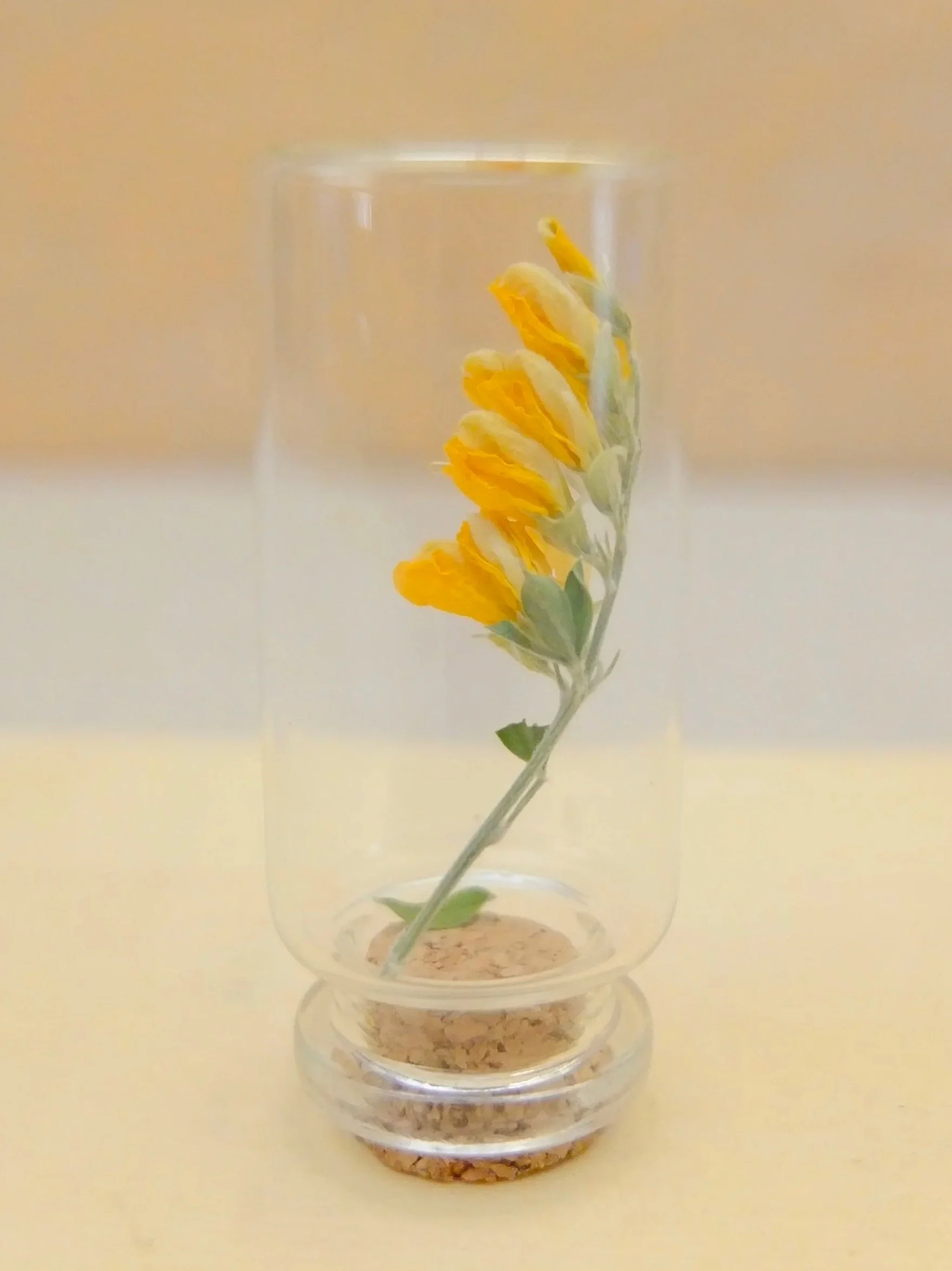 A yellow and white flower arranged inside a clear glass with a cork base, placed on a light-colored surface. A fable and twig tiny jar