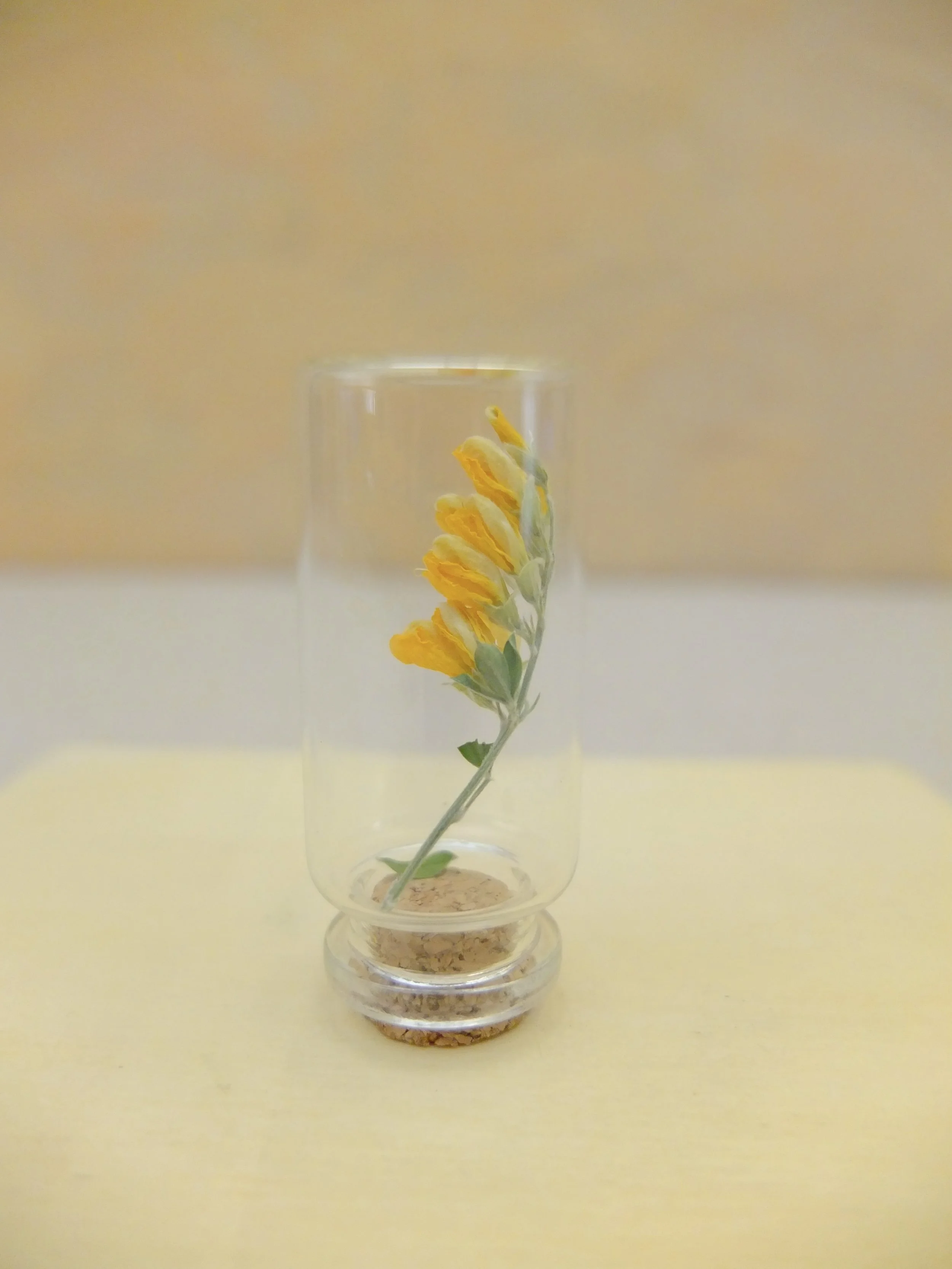 Small yellow and white flower inside a glass container with a cork base.