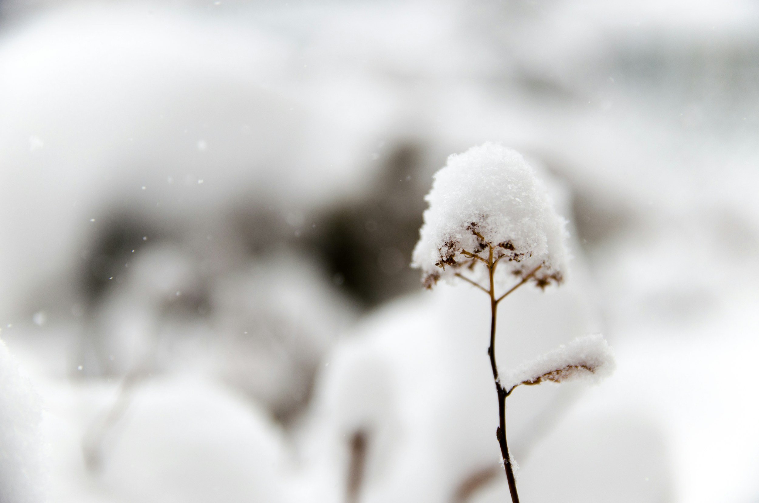 A snow-covered plant stem with a cluster of snow on top, in a snowy landscape.