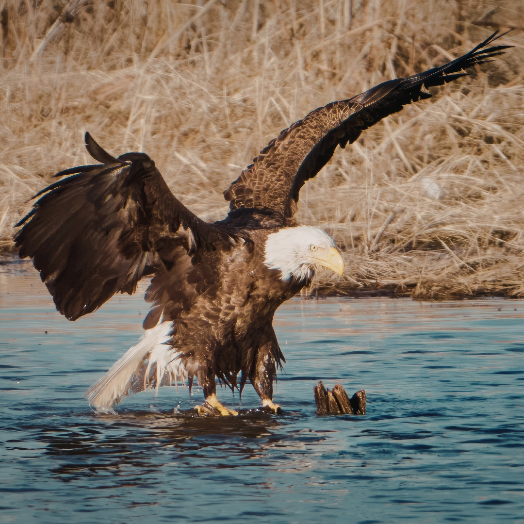 Eagle wings spread on river