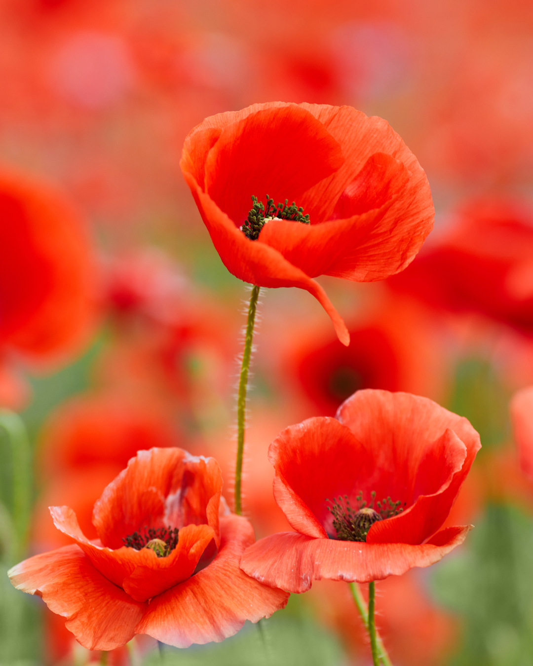 poppies