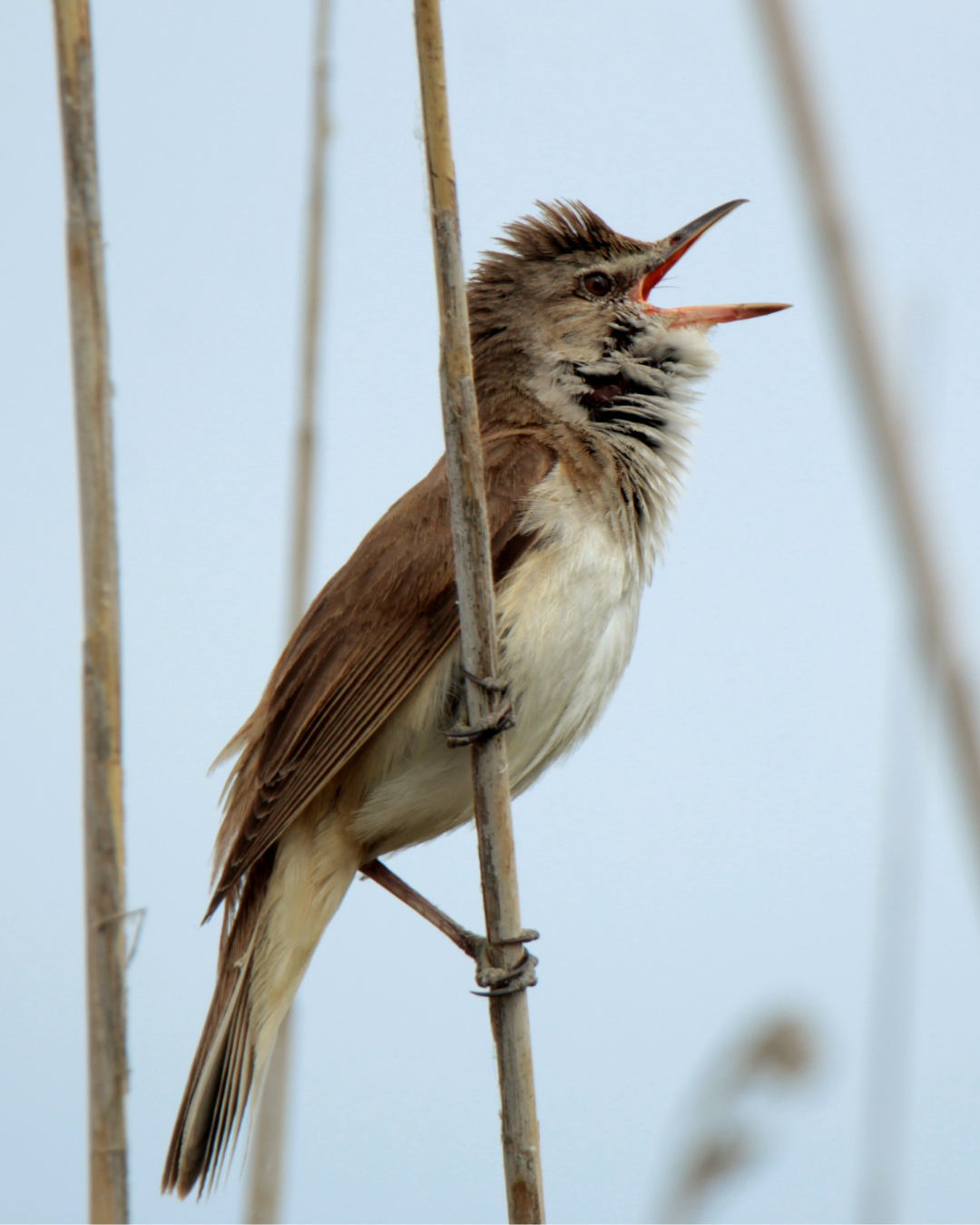bird singing in reeds