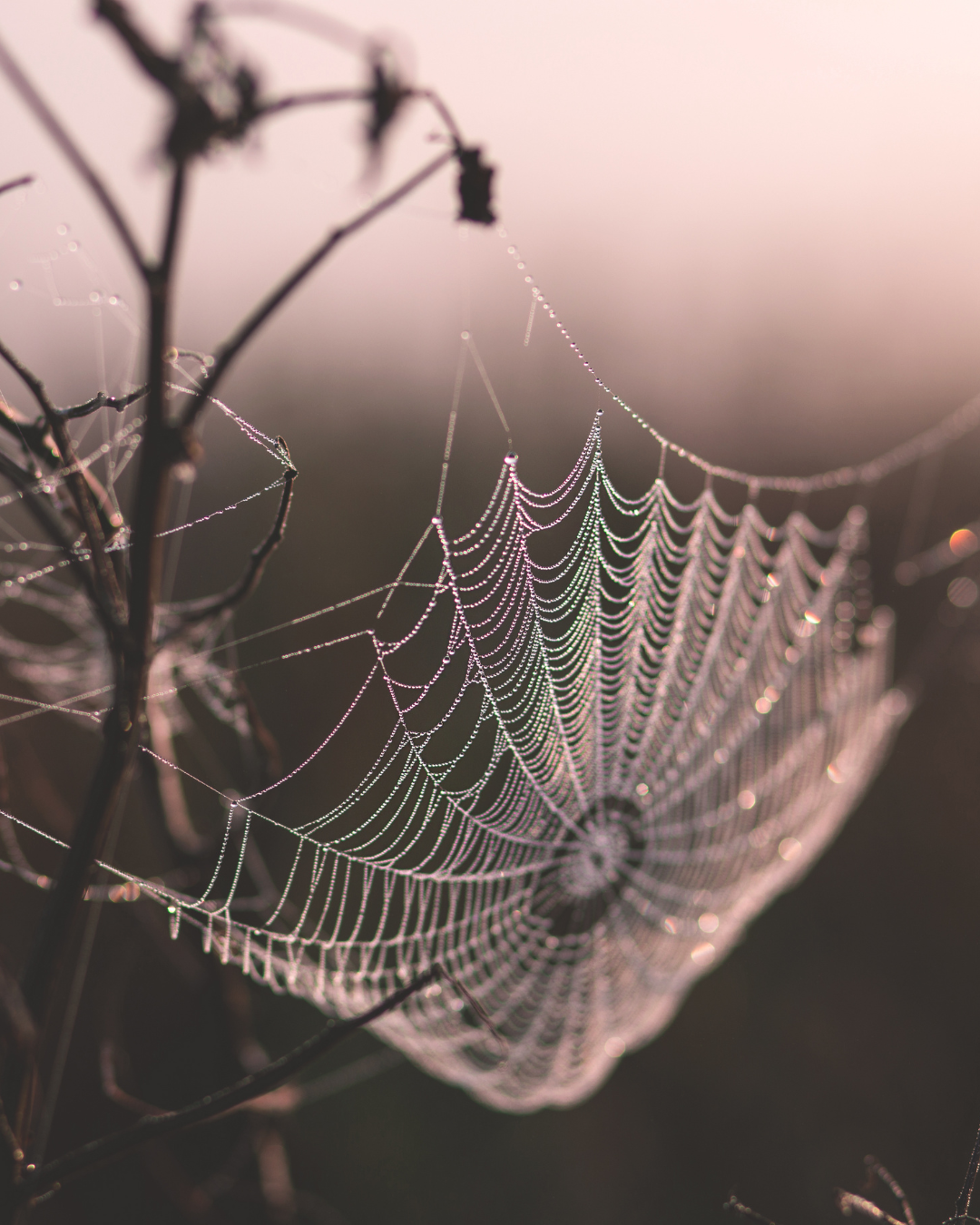 spider web