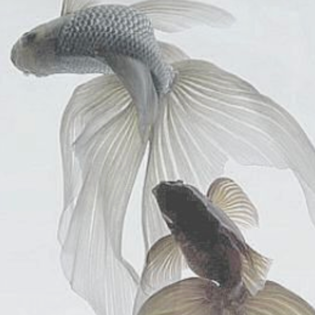 two white fish
