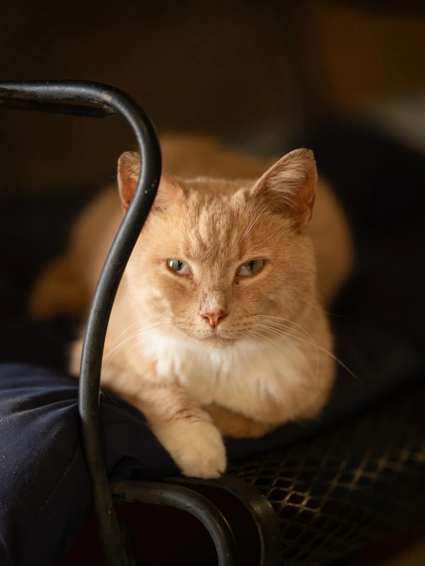 Second Annual Barn Cat Round Up 🤩