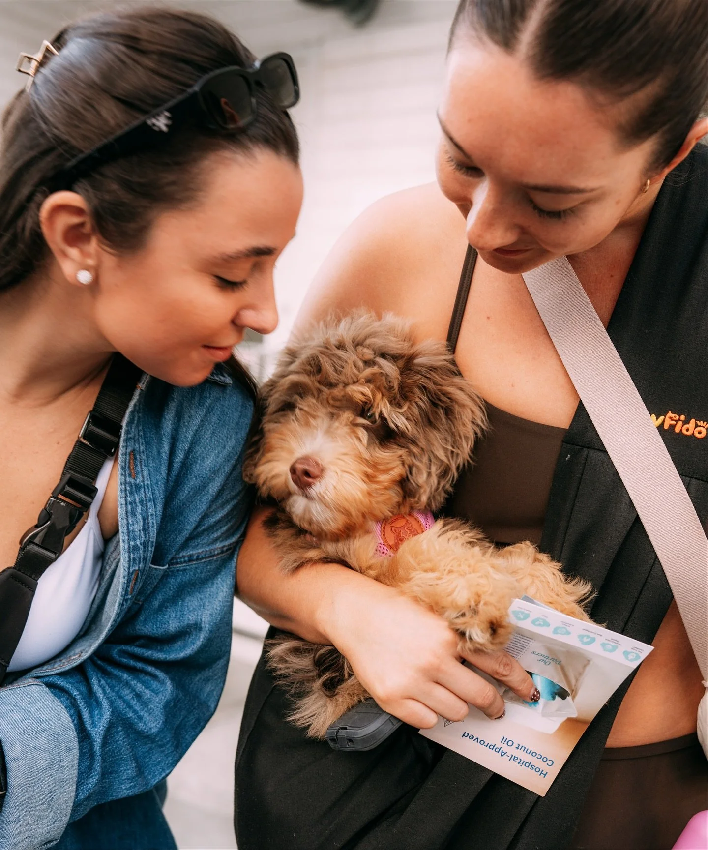 A moment for our good girls Milly, Tilly and Magnolia. Plus our only good boy in attendance, Otis! 🐶🐩🐾🦴