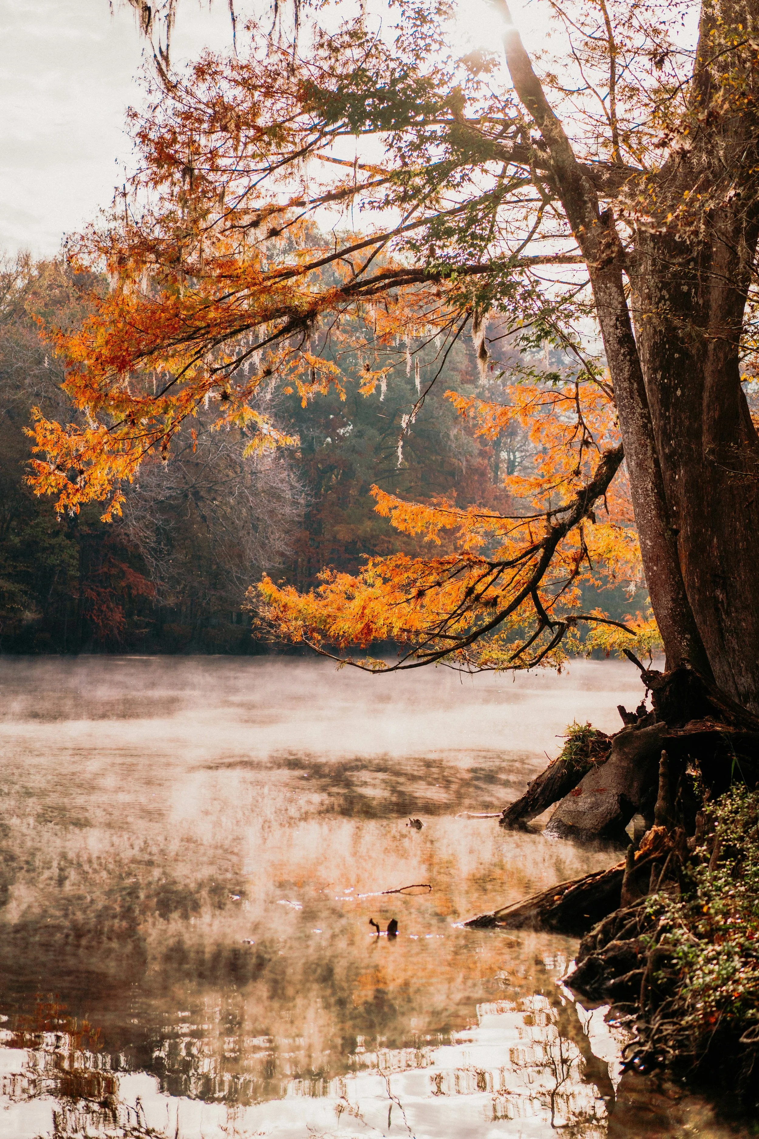 Autumn Nature Immersion and Yoga Retreat