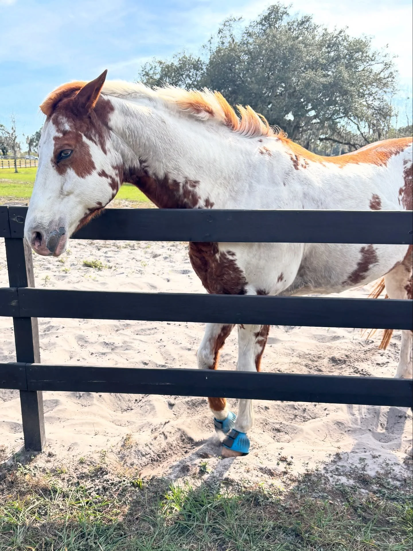 Yesterday, I was honored to receive a private tour of Crossroads Corral @crossroadscorral a symphony of mission, land, horses, 🐴 and humans nurturing healing connections in Orlando. This nonprofit organization provides equine psychotherapy to adults