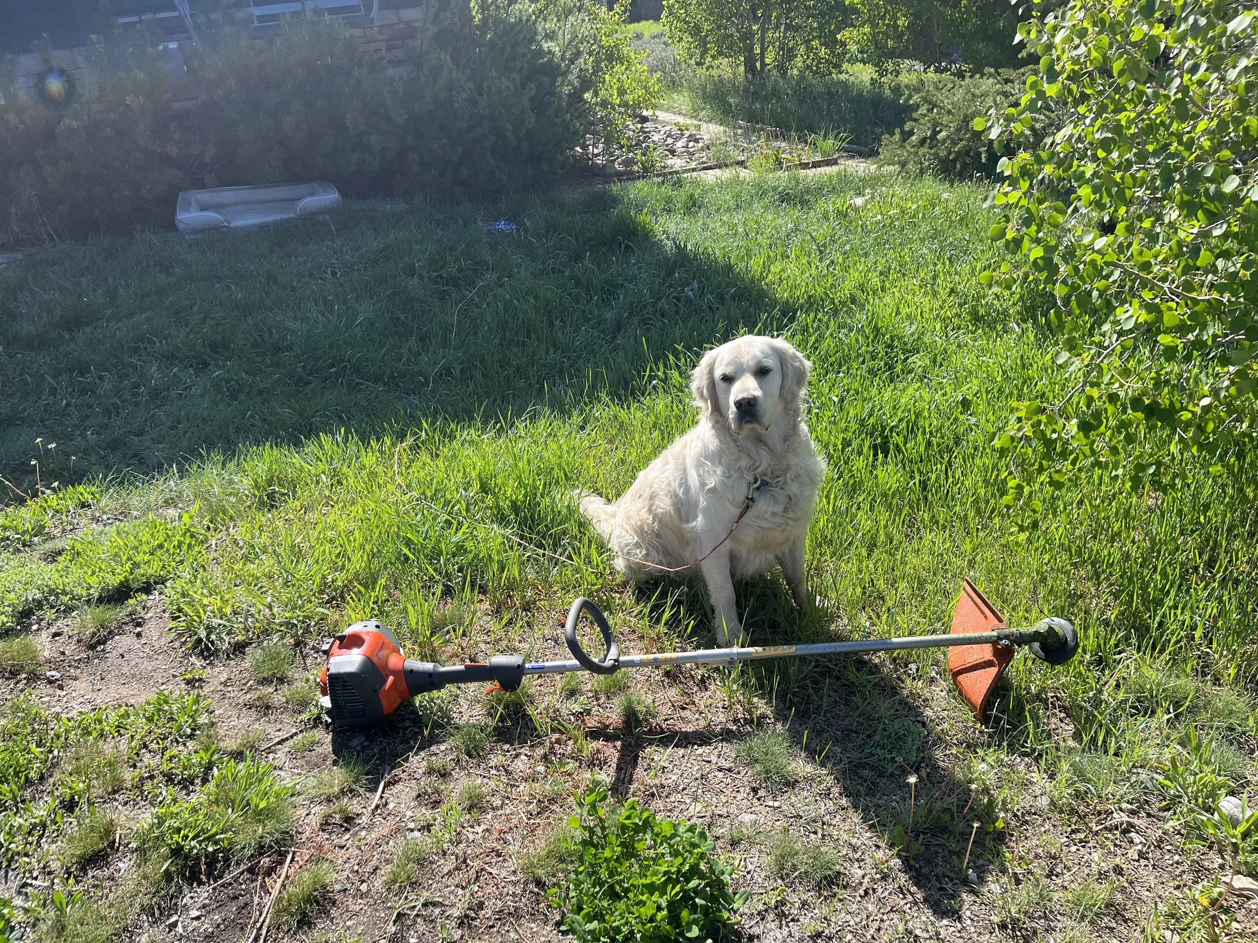 A golden retriever sitting on a grassy patch in a yard next to a weed trimmer lying on the ground. Bushes and trees are in the background.