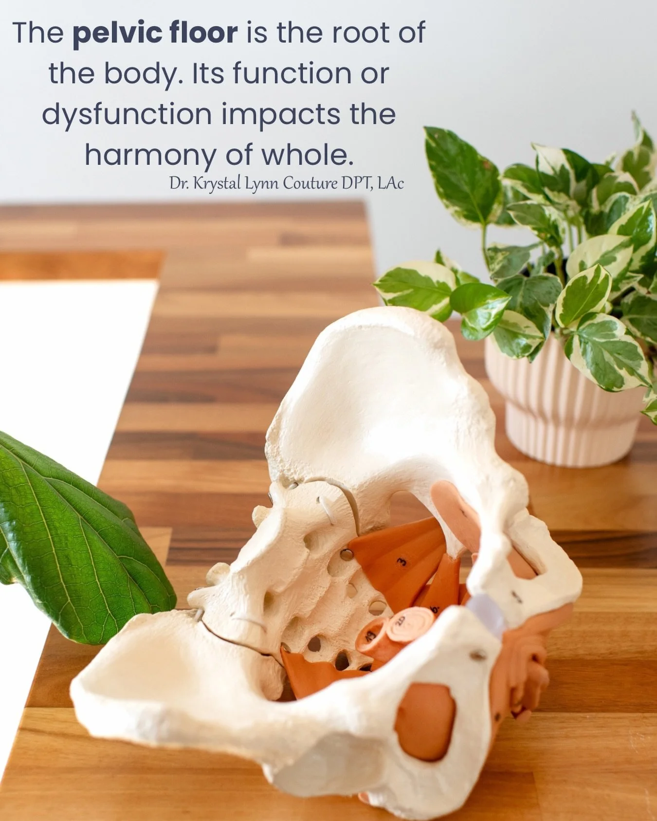 In Chinese medicine, the root determines the health of the whole. When the pelvic floor is supported, regulated, and understood, the entire system can move toward balance. When there is dysfunction, it can ripple outward&hellip;affecting pain, contin