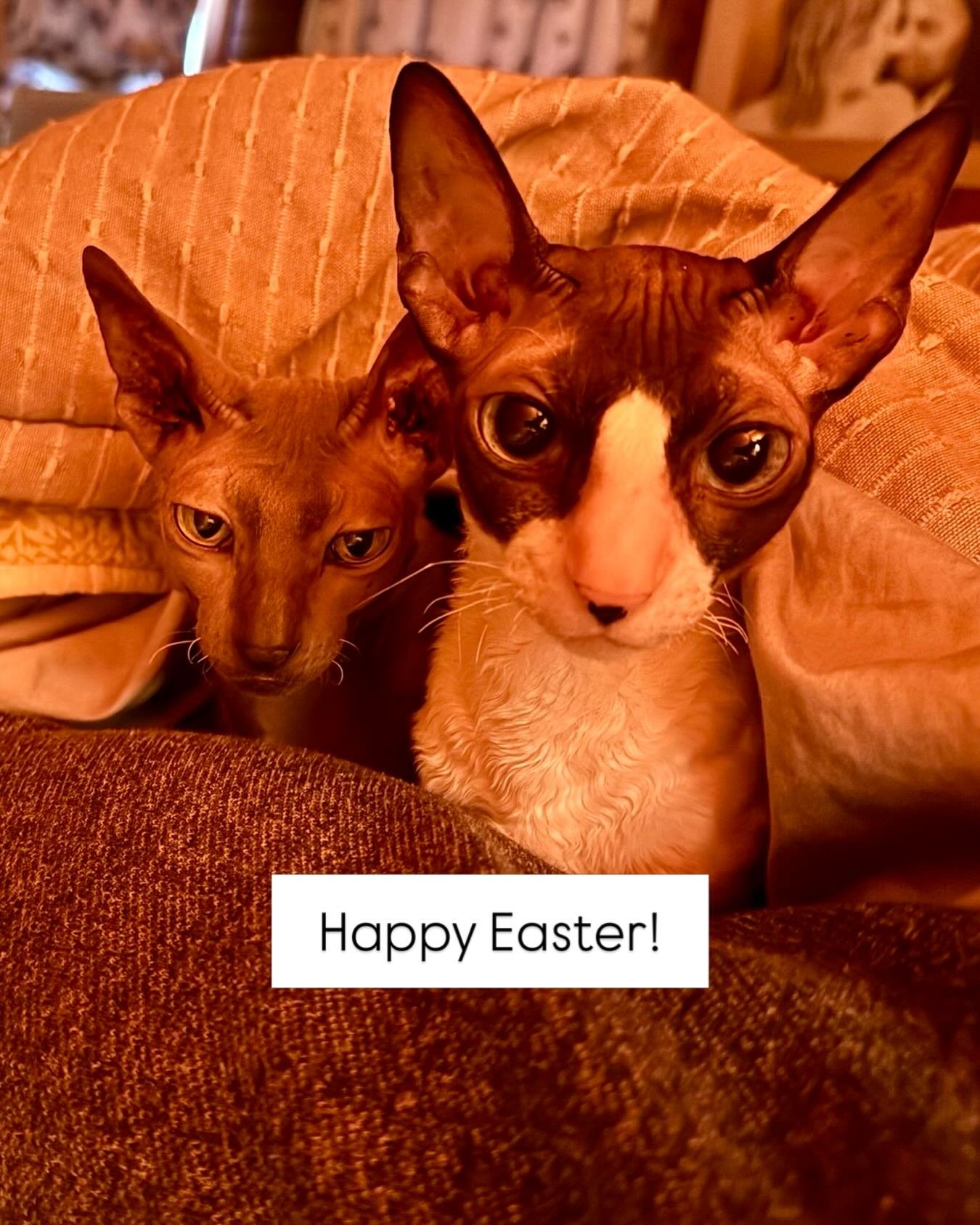 Hi Besties,
It&rsquo;s a rainy day here in New England. The hubby and I are hunkered down with the kitties and spending the day enjoying some much needed time together. We&rsquo;re wishing you all a beautiful Easter and a fulfilling spring!
🐇🐇🐇Kry