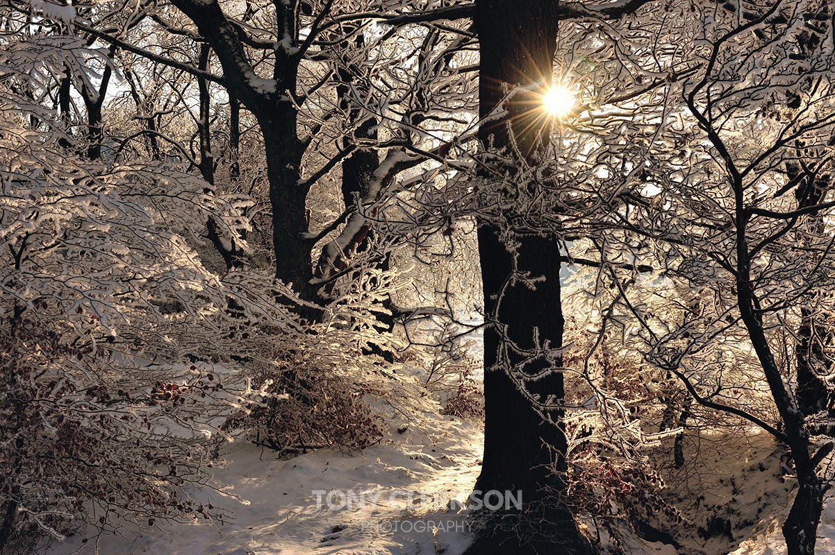 Golden Silvery, Airdrie, 2010