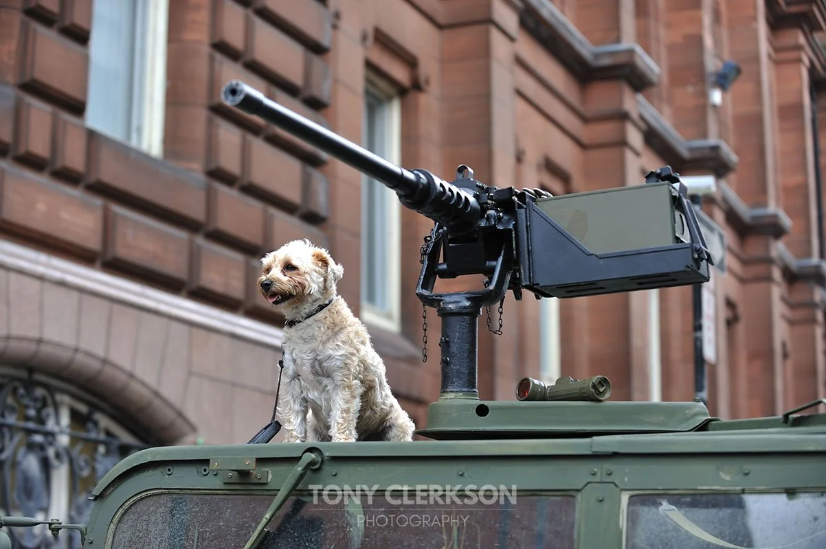 Gun Dog, Glasgow, 2011