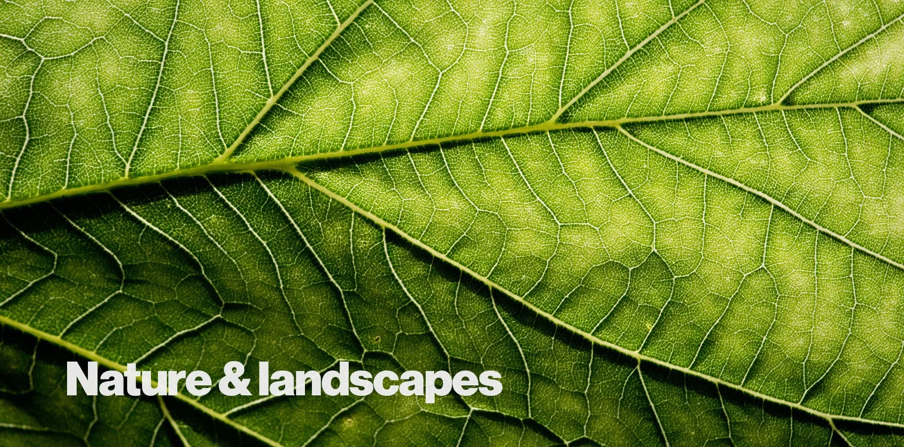 Green Leaf Macro_DSC6835-3 main image crop Nature 1820x900.jpg