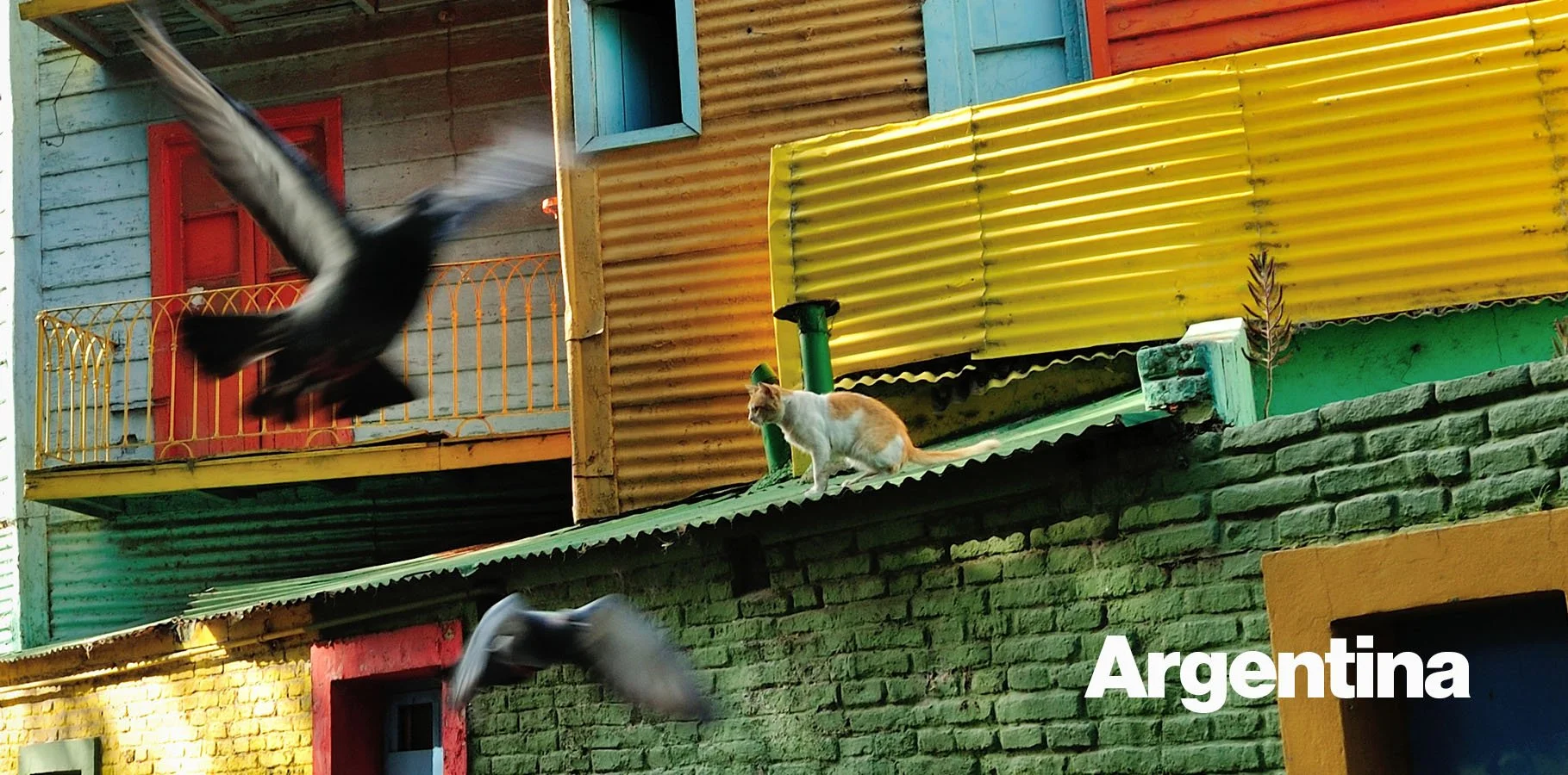 Cat Among The Pigeons, Caminito, La Boca, Buenos Aires