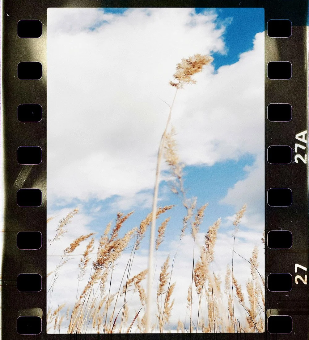 Close up of regeneratively farmed field of wheat