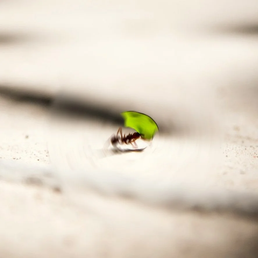 The Winnow Ant is small individually, powerful together, building a resilient community