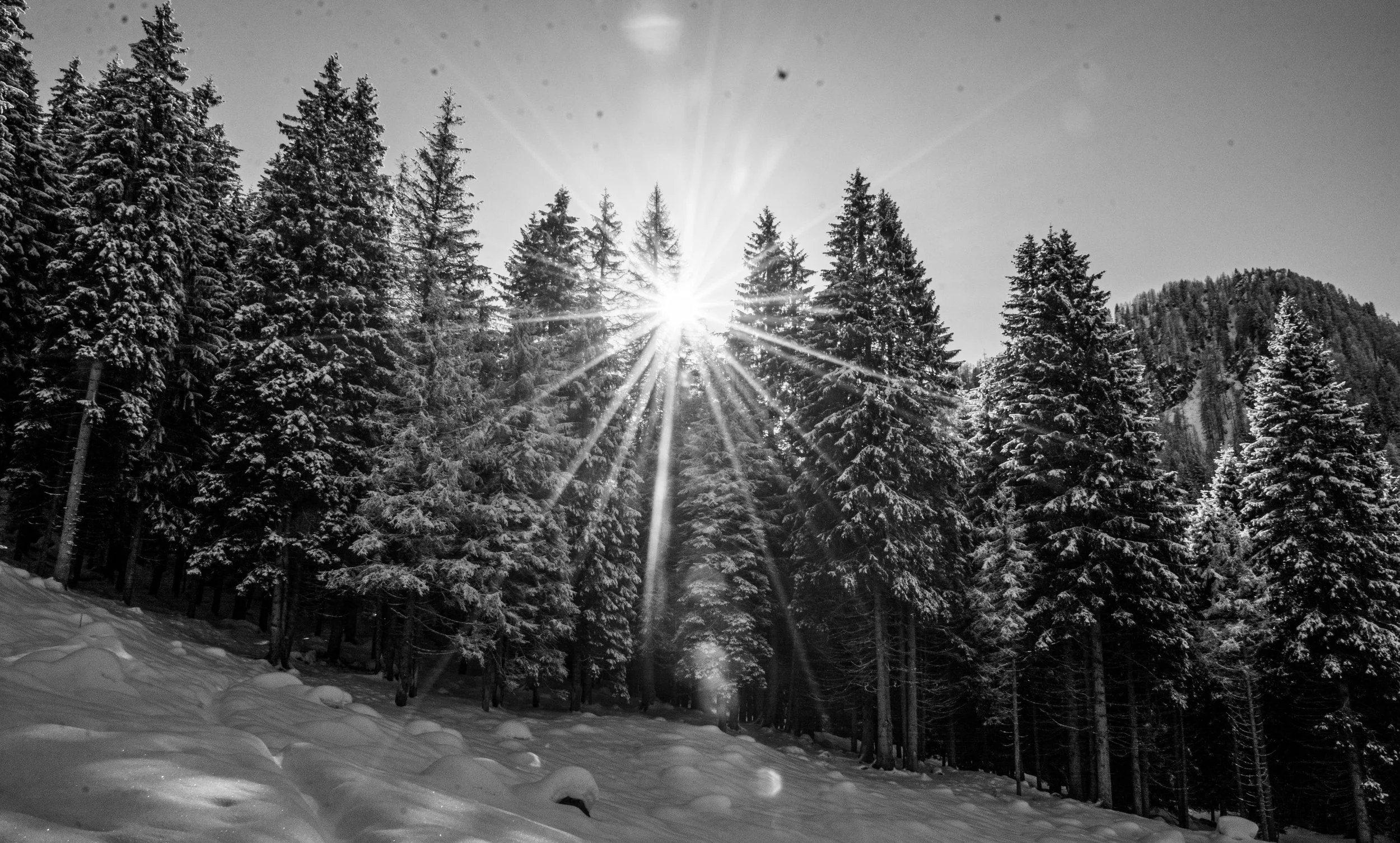 Foresta innevata con il sole che splende tra gli alberi, in bianco e nero.