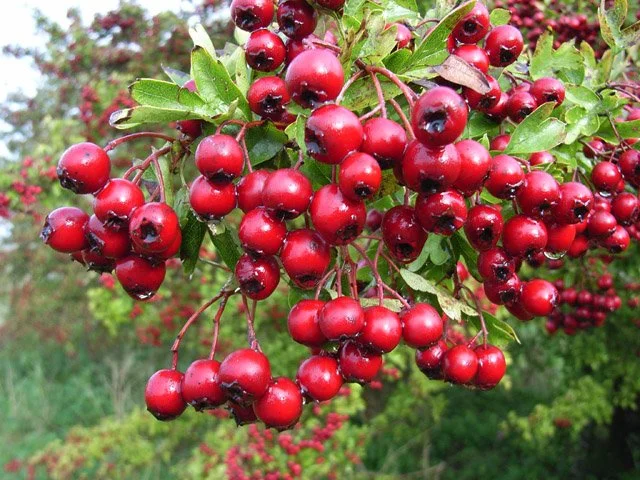 Hawthorn_berries_-_geograph.org.uk_-_267389.jpg