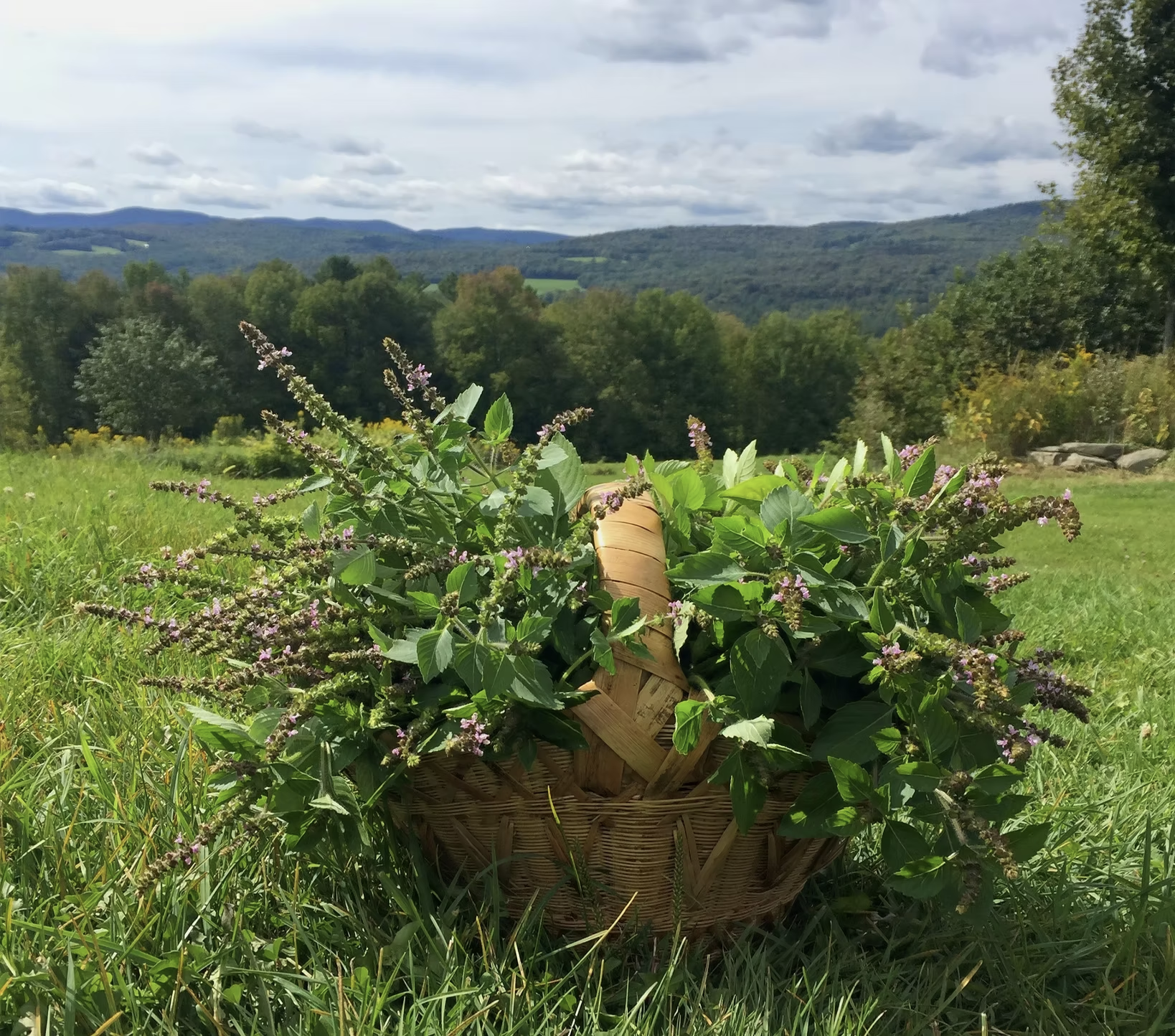 Hillside Botanicals, Randolph, VT