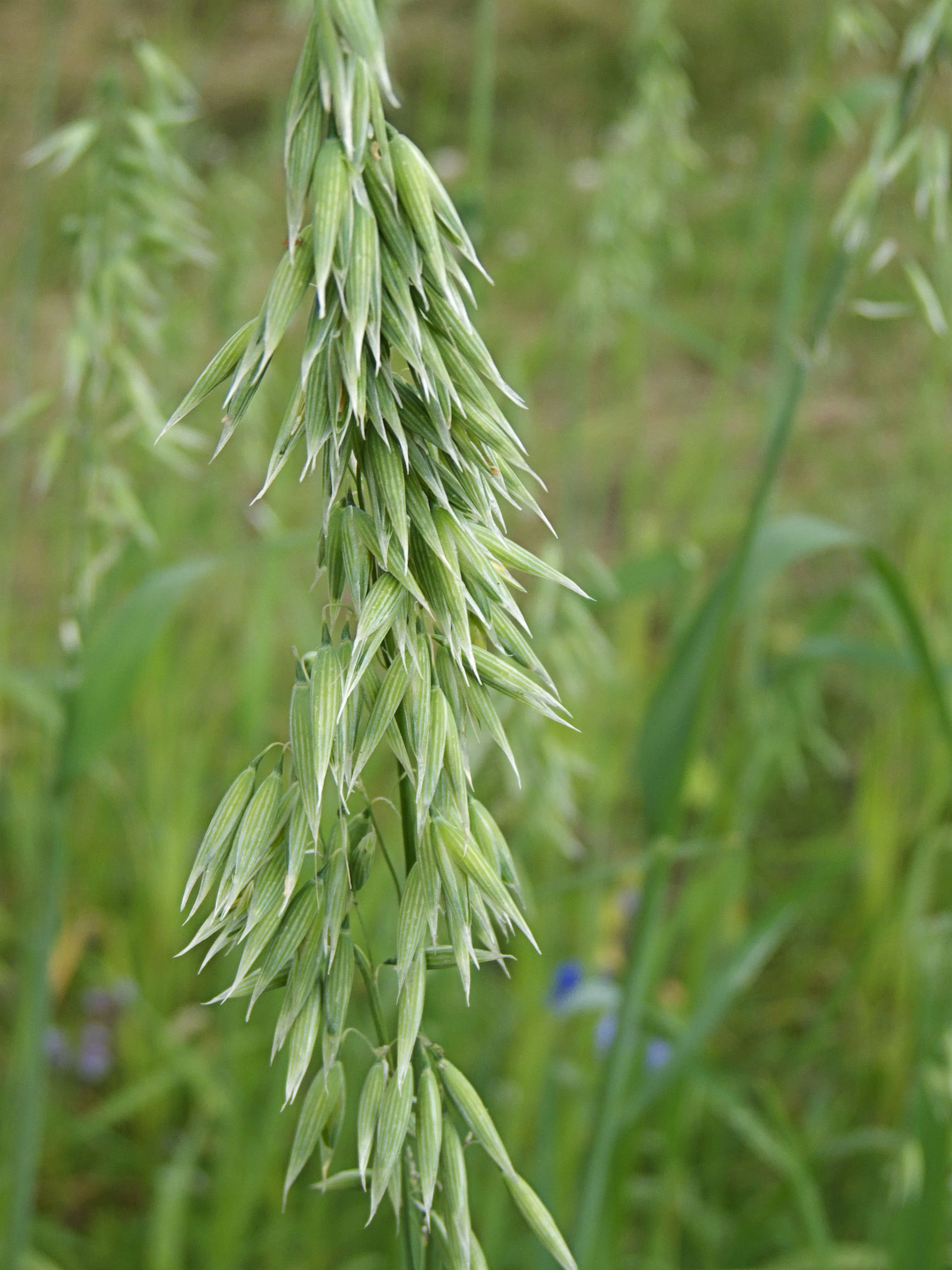 Avena_sativa,_troshaver.jpg