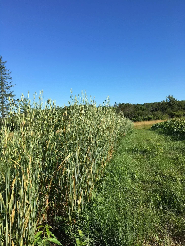 Kennebec Oat Farm, Machias, ME