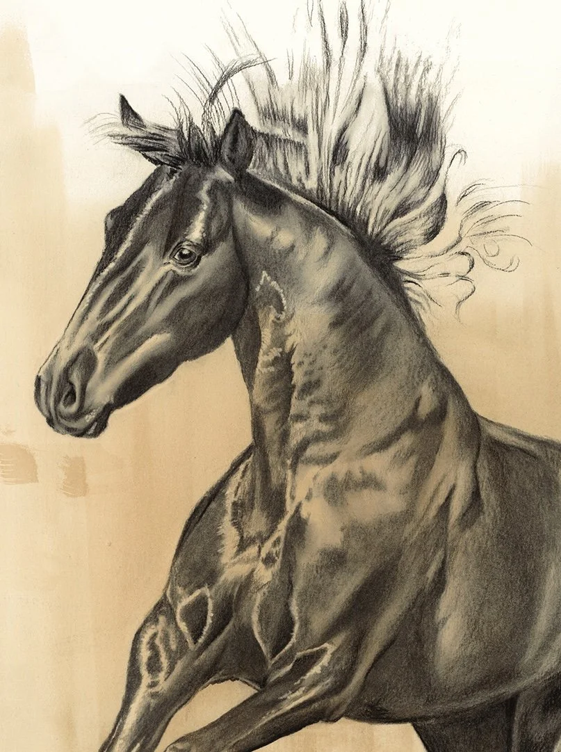 "DARK HORSE", 18" x 24", charcoal on archival paper