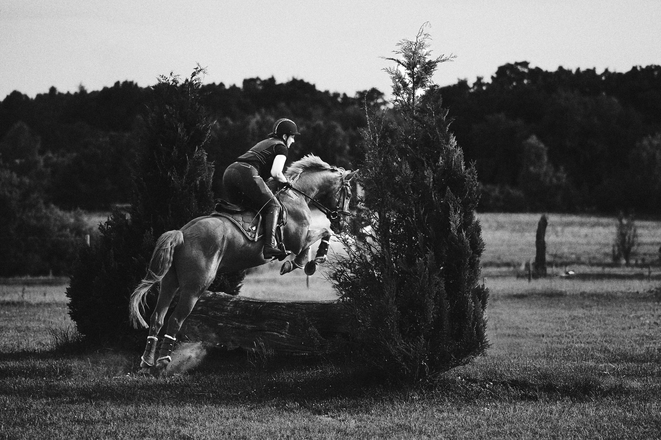 Horses in Ollsen_137.jpg