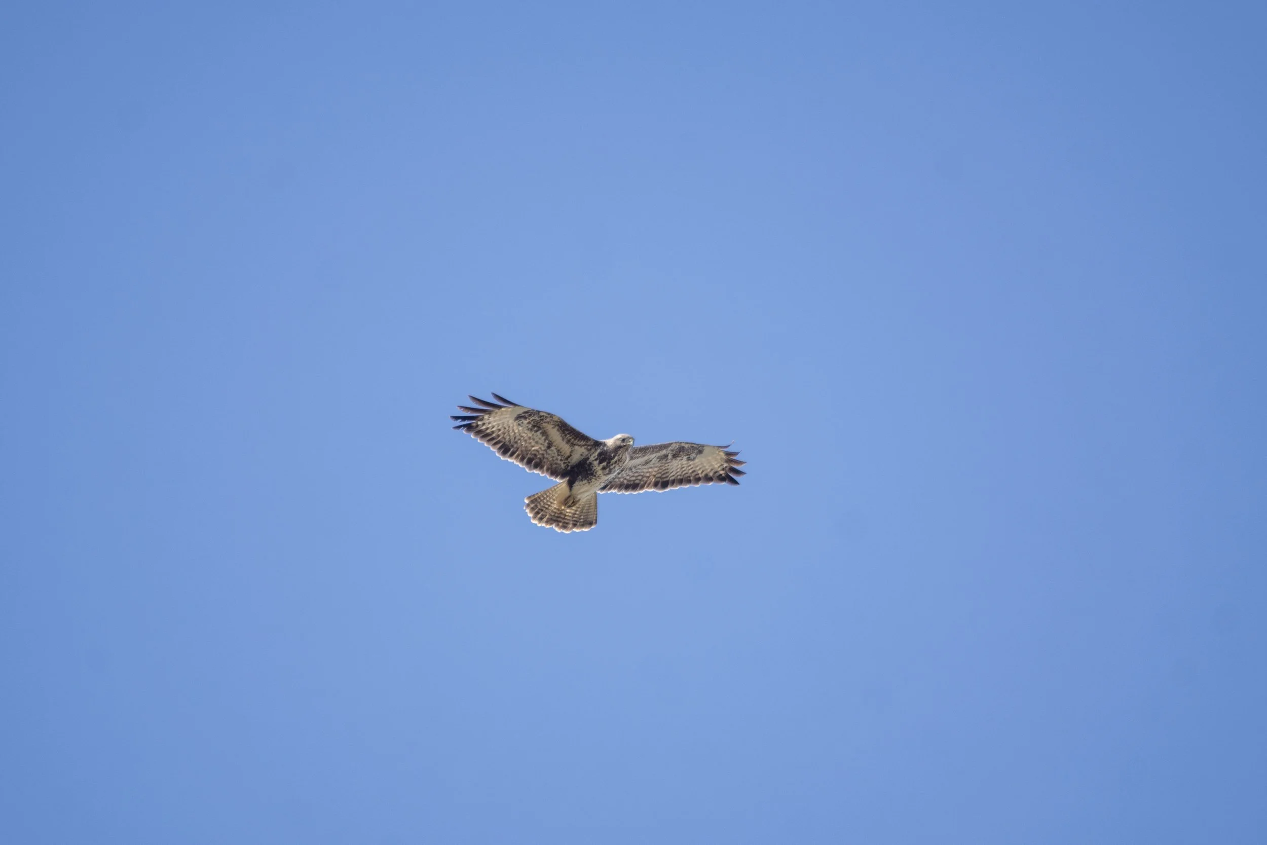 A hawk flying in a clear blue sky.