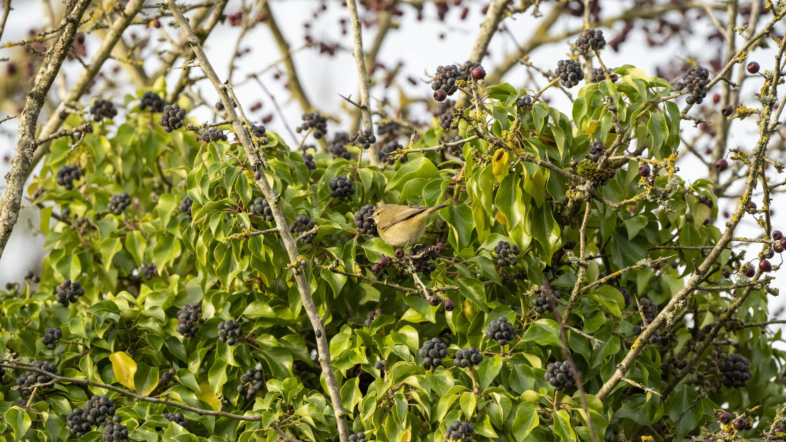 A small bird perched among green holly leaves and purple berries on a bush.