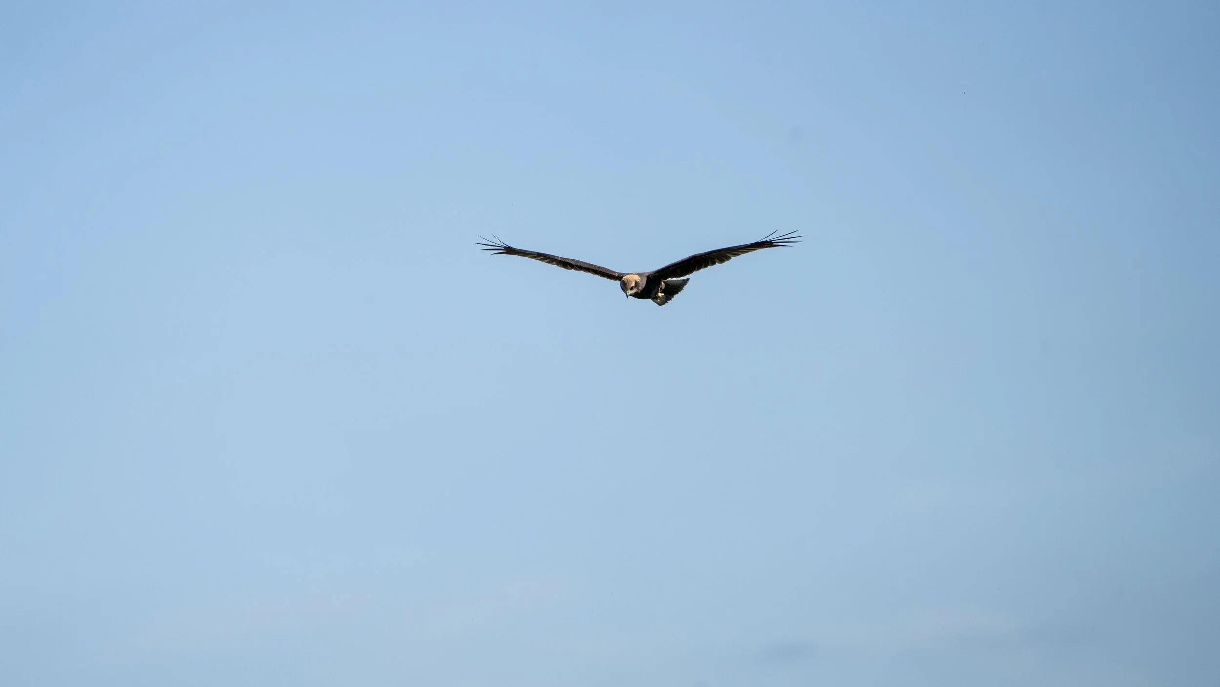 11 - Westhay Nature Reserve - 09-07-2025.jpg