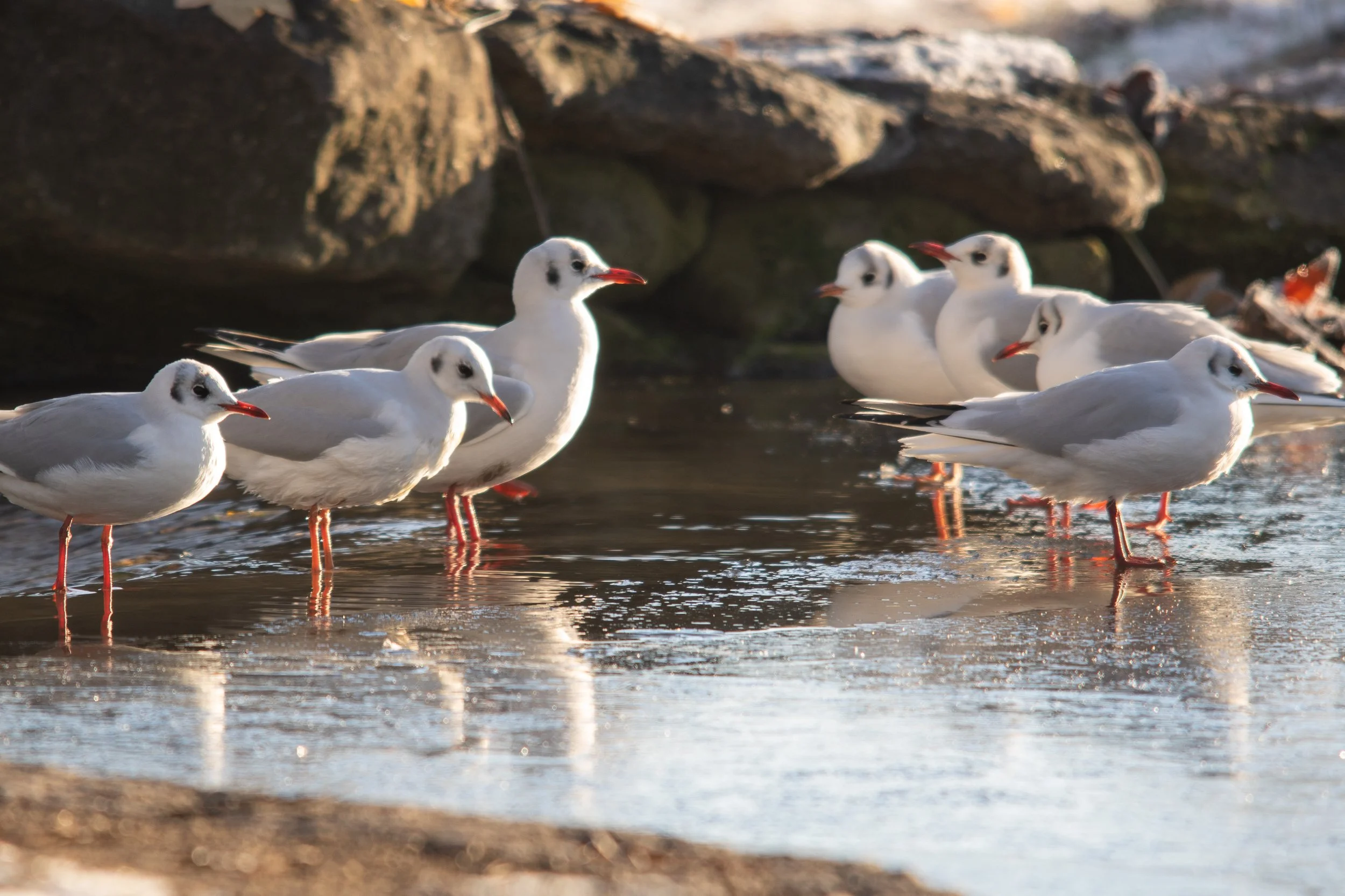 Group of seagulls standing in shallow water near rocks.