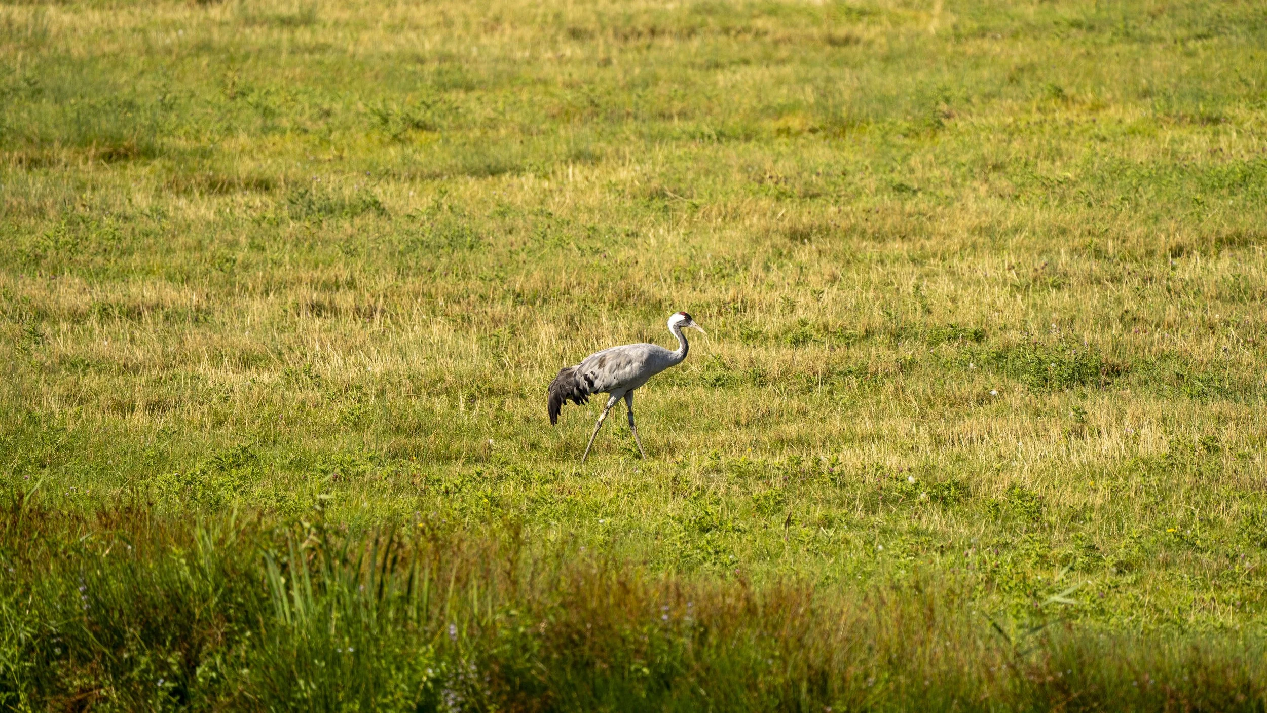 32 - Slimbridge WWT - 05-09-2025.jpg