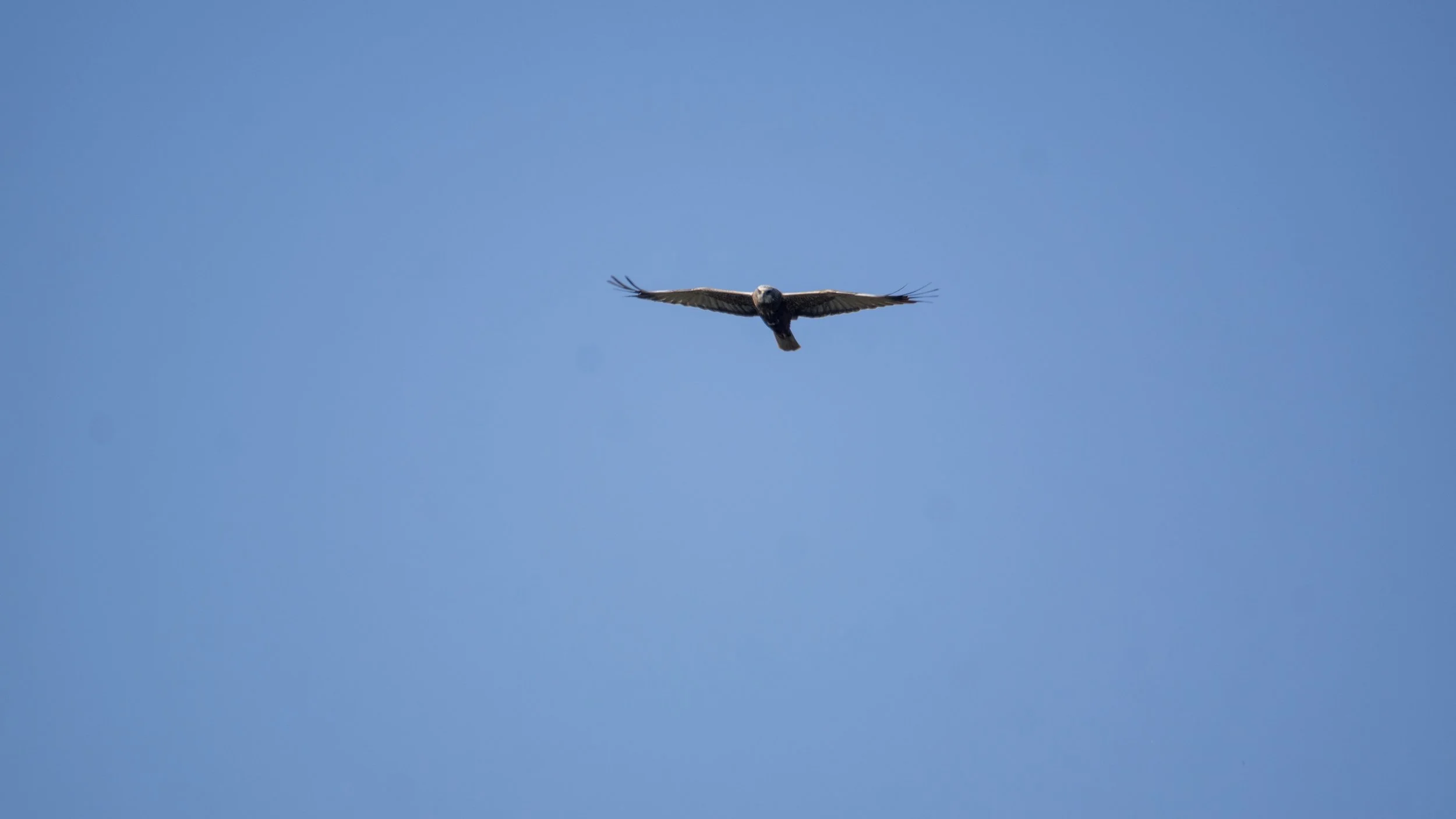 RSPB Ham Wall - 051125- 35.jpg