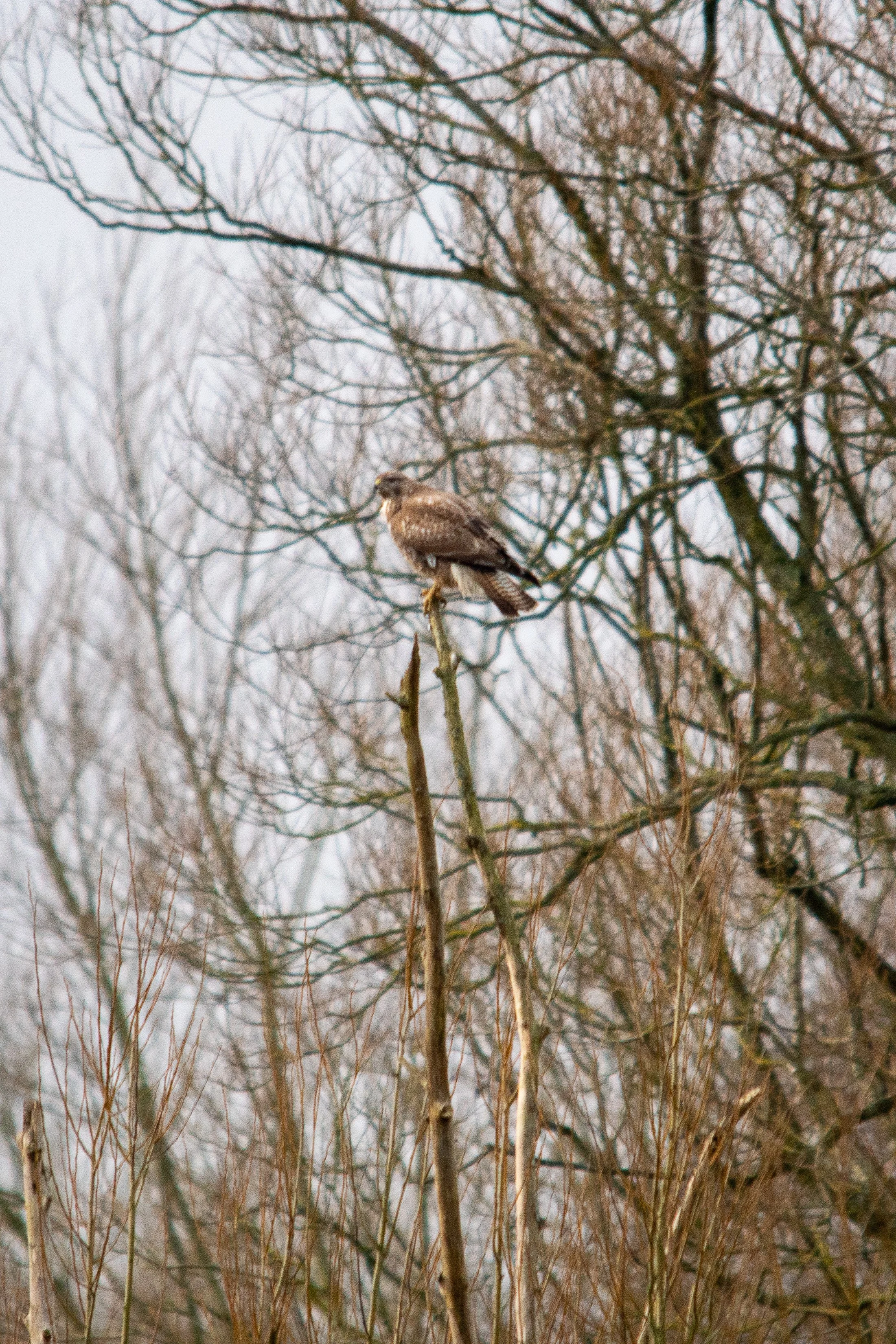 A Common Buzzard perched on a broken branch among leafless trees during overcast weather.