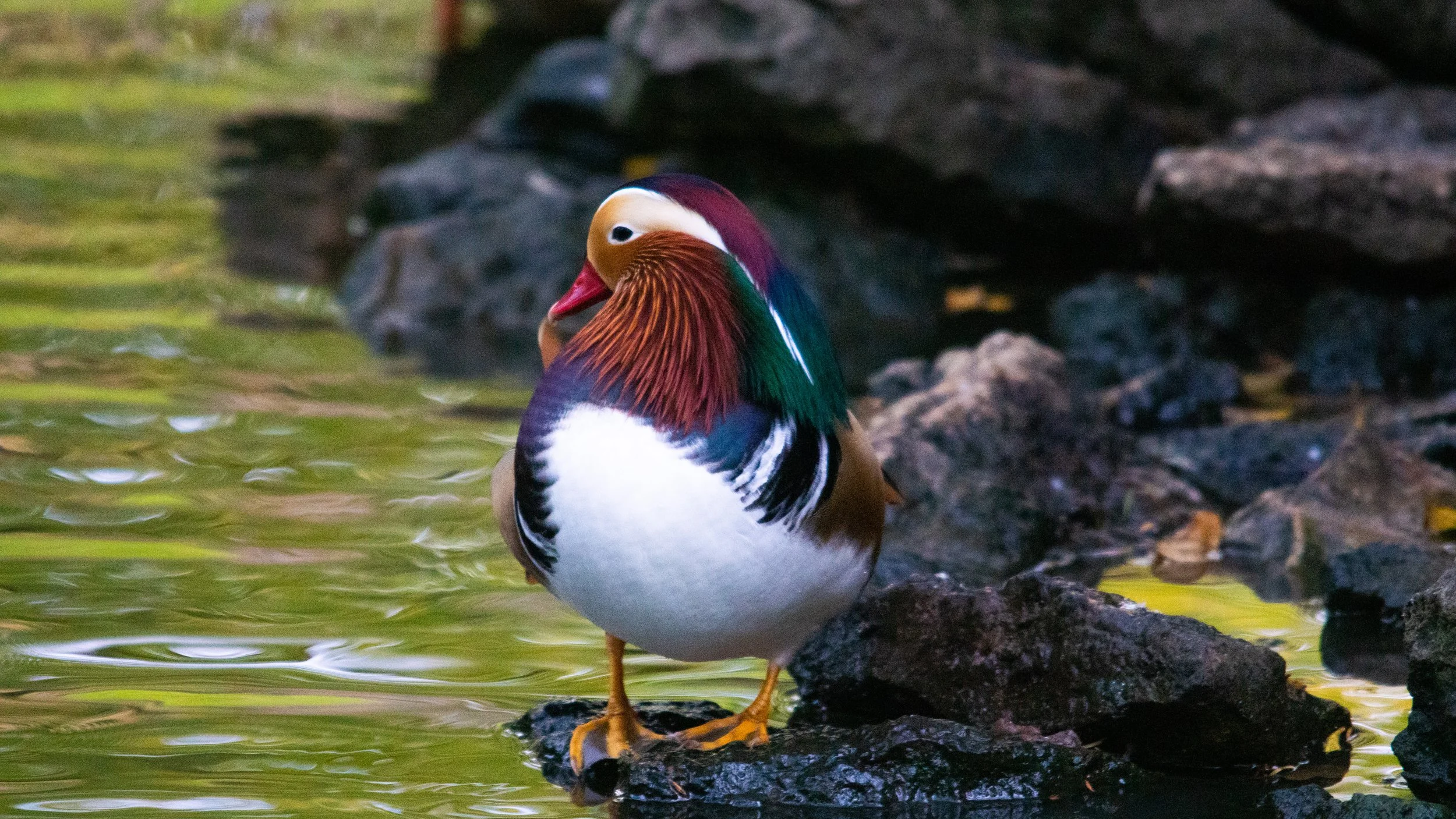 A colorful male Mandarin duck standing on a rock near the water, displaying vibrant orange, green, purple, and white feathers.