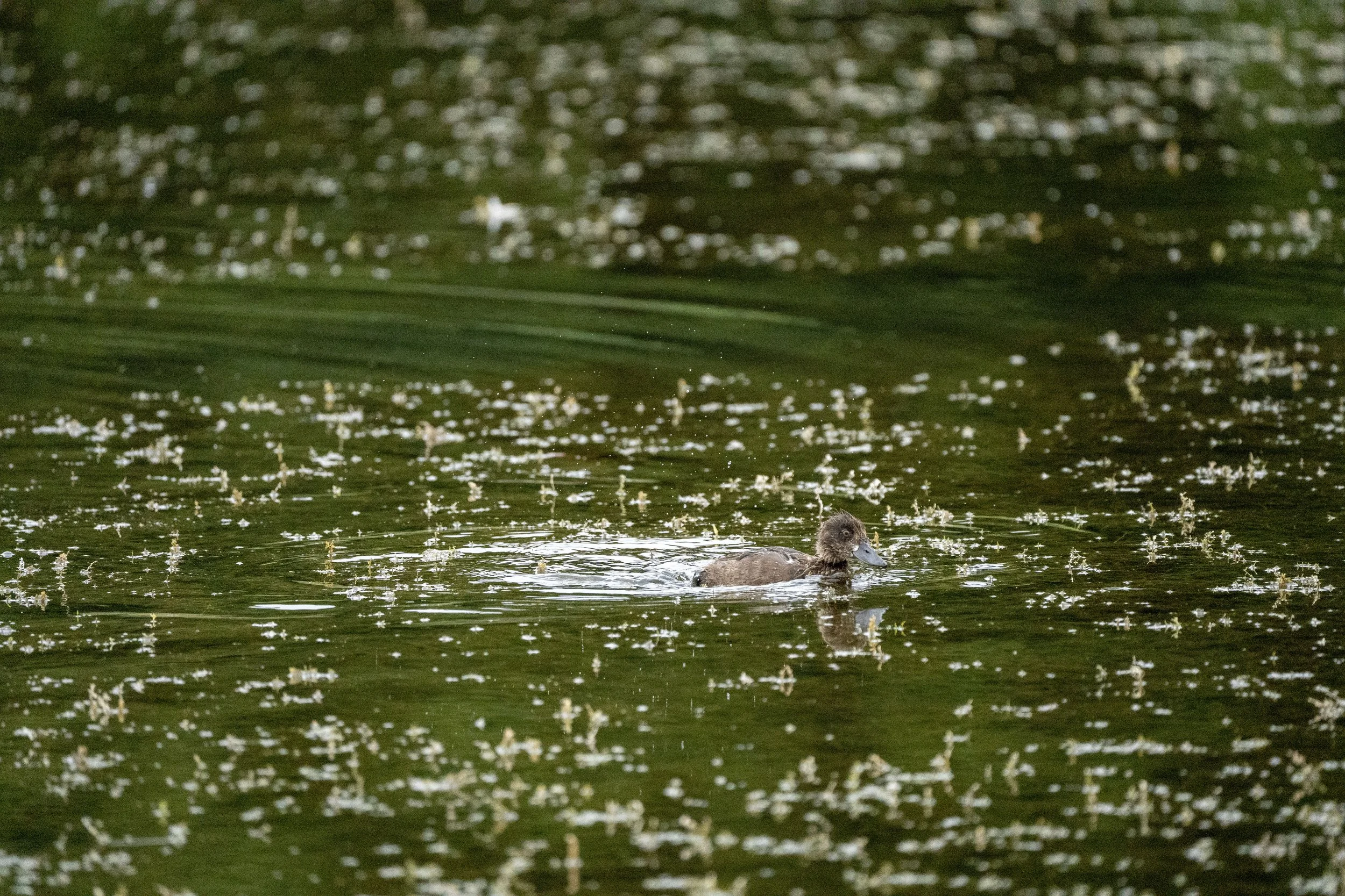 45 - Kemerton - 26-07-2025.jpg