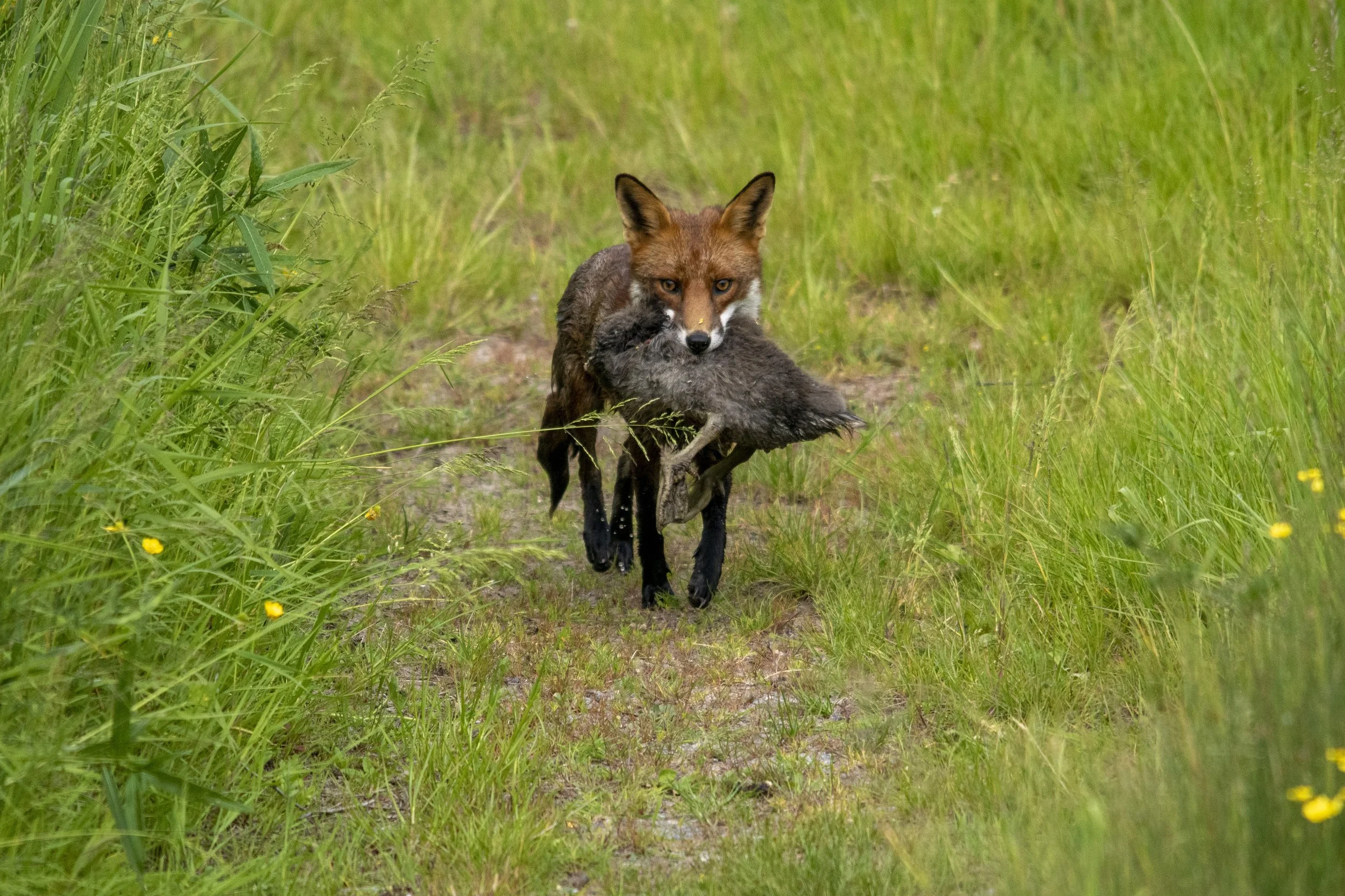 A fox carrying a dead bird through a grassy trail.