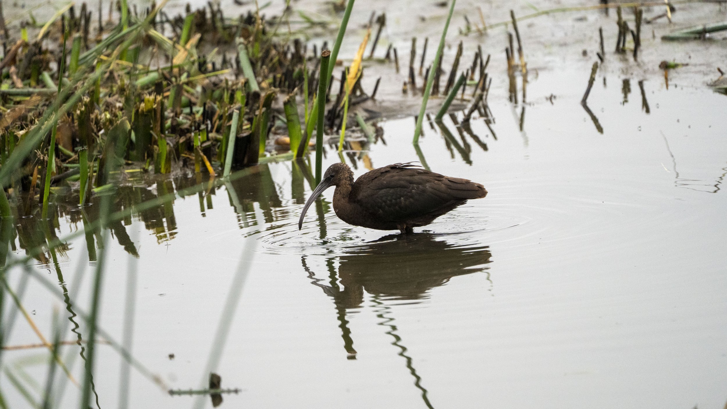 A brown ibis bird with a long, curved beak wading in a shallow marshy body of water surrounded by green reeds.