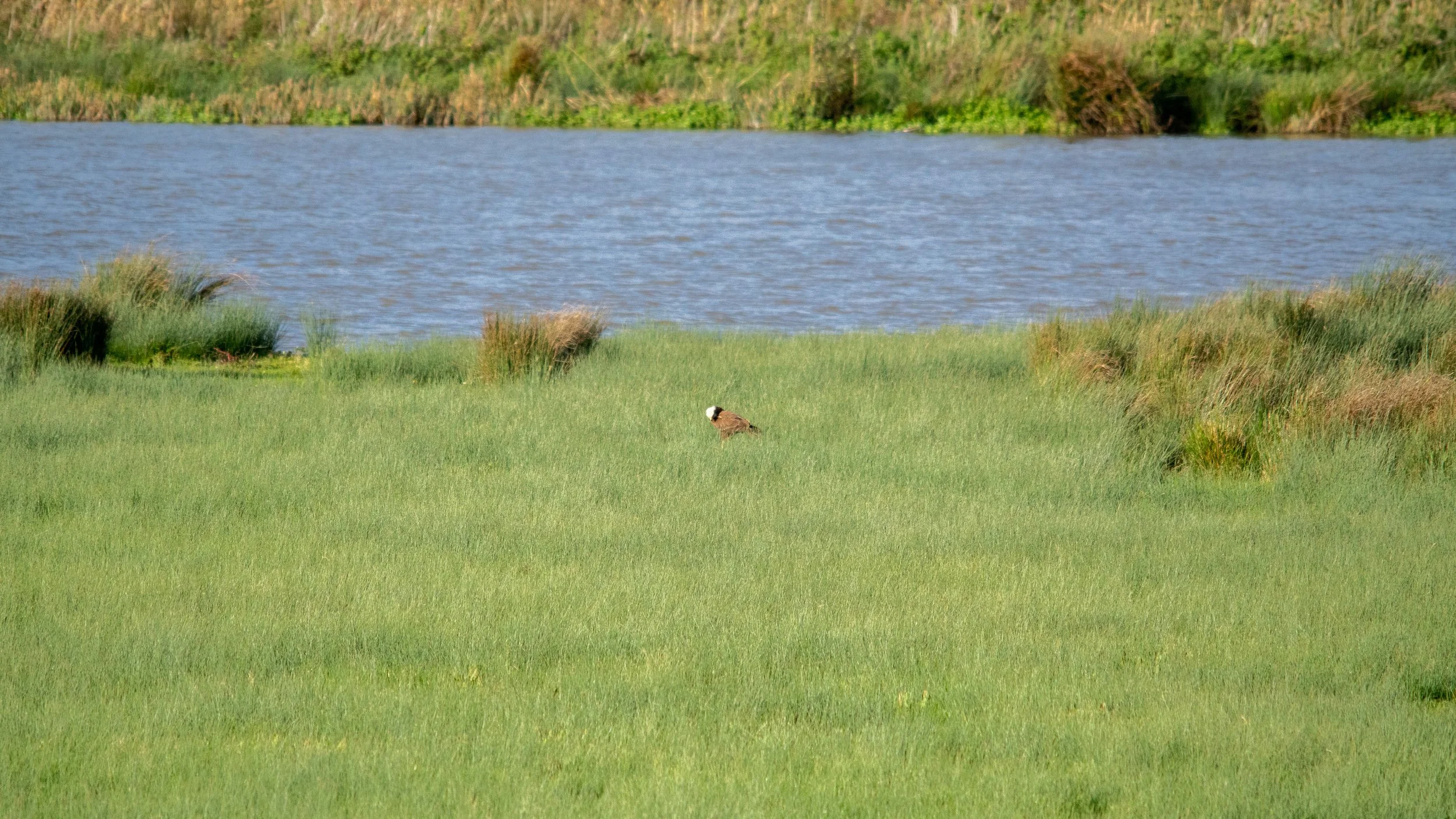 A bird sitting on green grass near a body of water with tall grass and reeds in the background