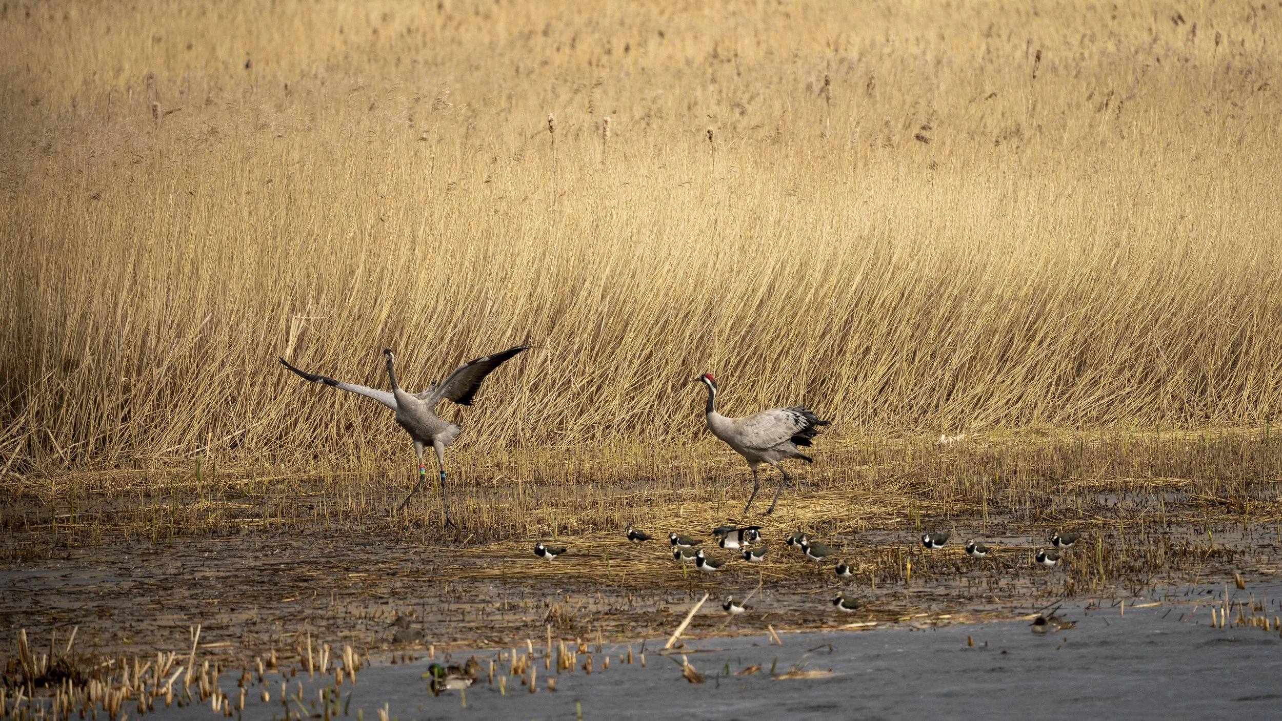 063 - RSPB Ham Wall - 12-03-2026.jpg
