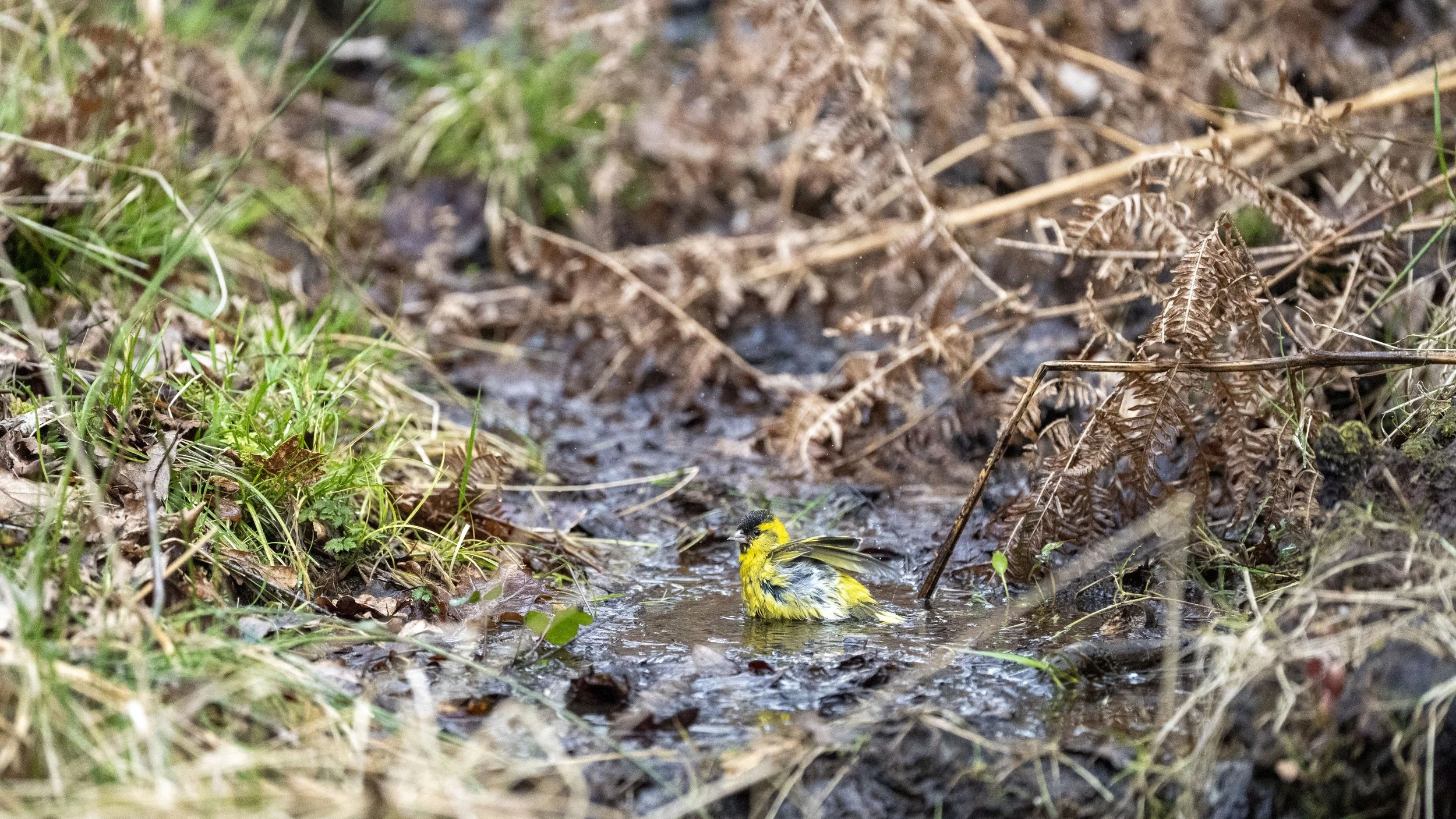 070 - Forest Of Dean - 11-03-2026.jpg