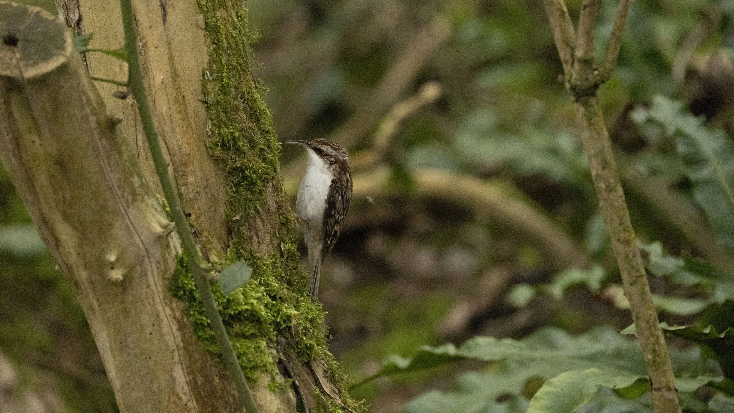 071 - Slimbridge - 07-03-2026.jpg