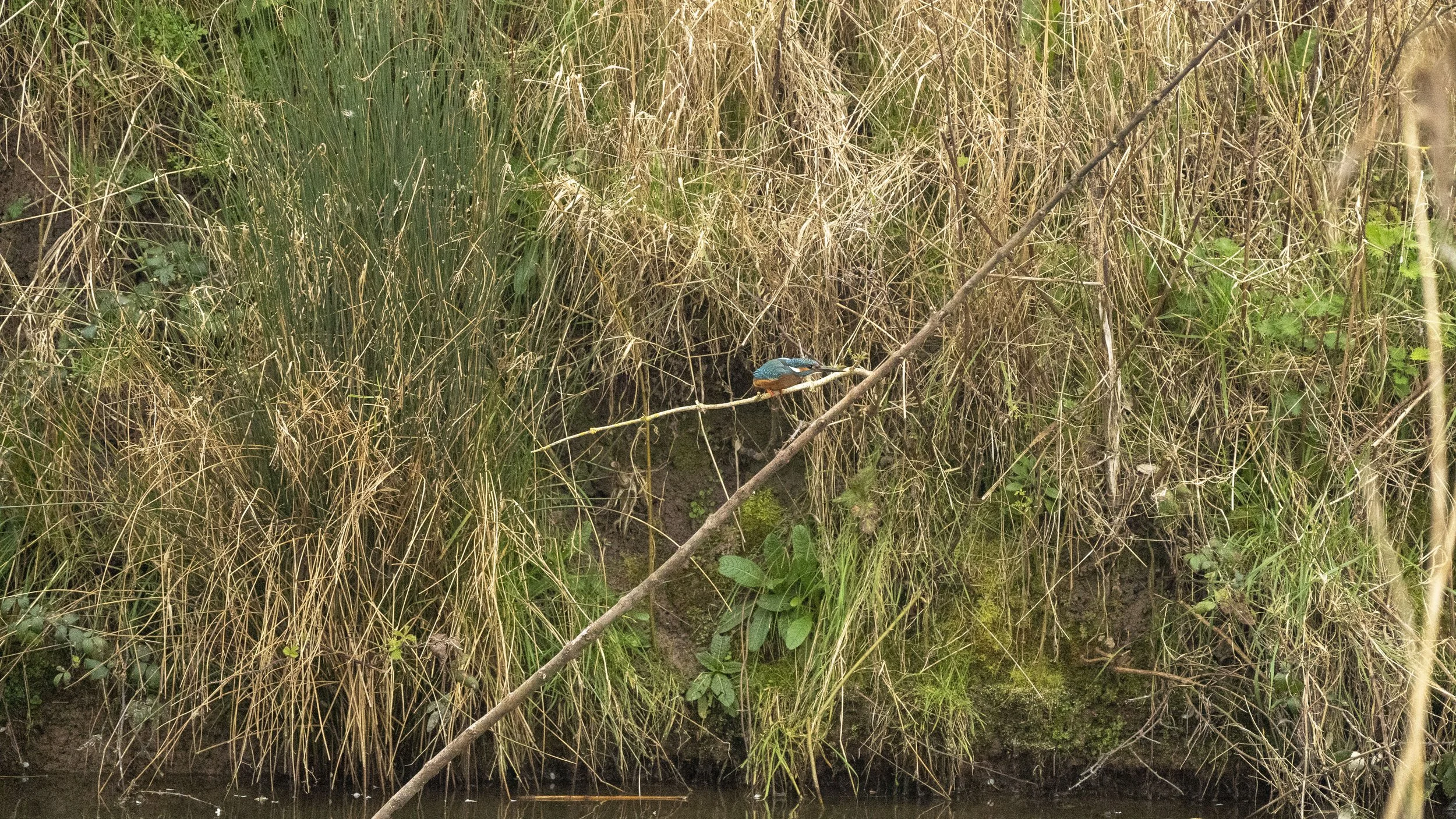 073 - Slimbridge - 07-03-2026.jpg