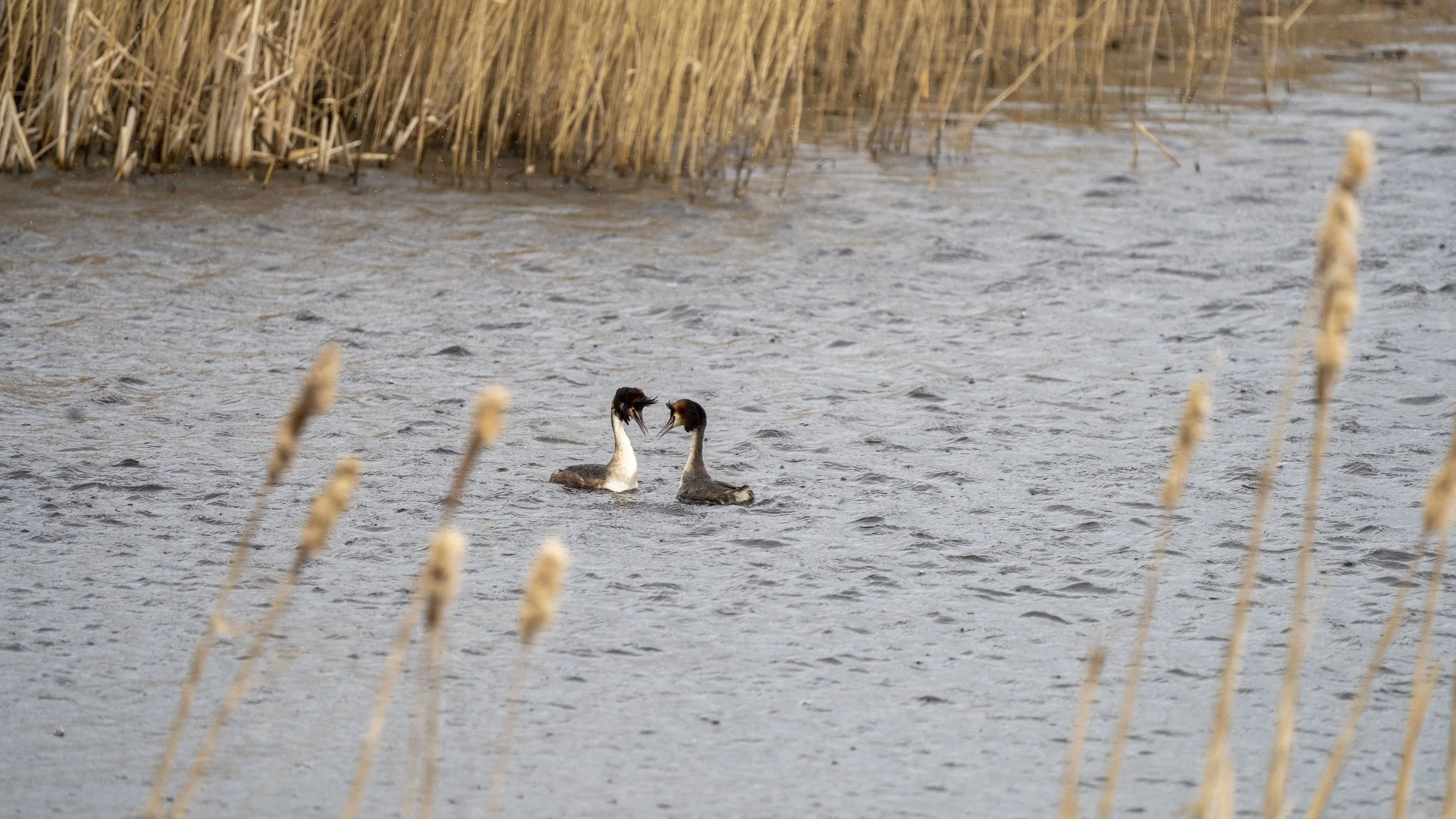 077 - RSPB Ham Wall - 12-03-2026.jpg