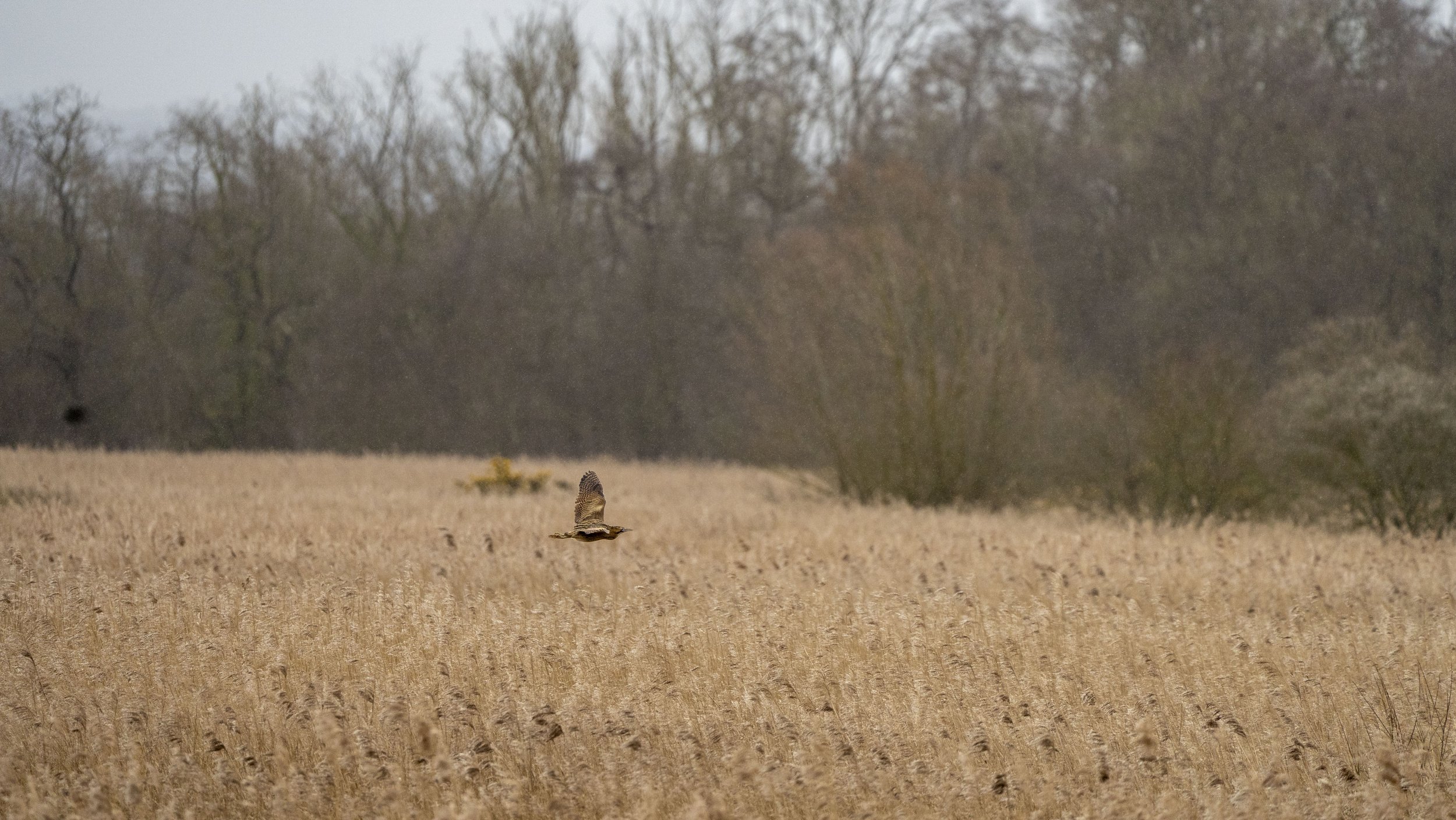 088 - RSPB Ham Wall - 12-03-2026.jpg