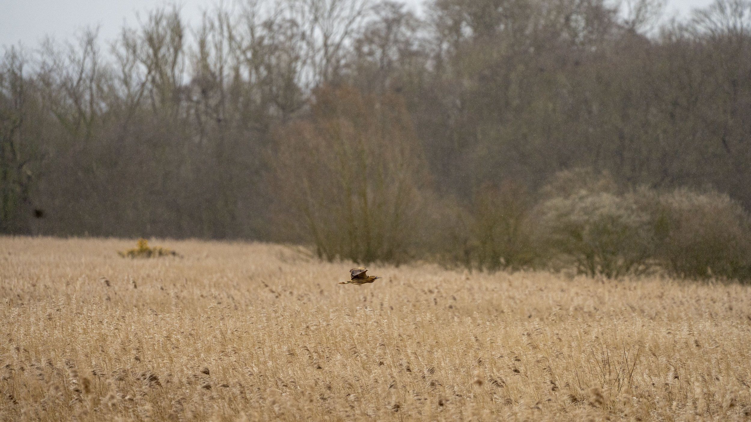 090 - RSPB Ham Wall - 12-03-2026.jpg