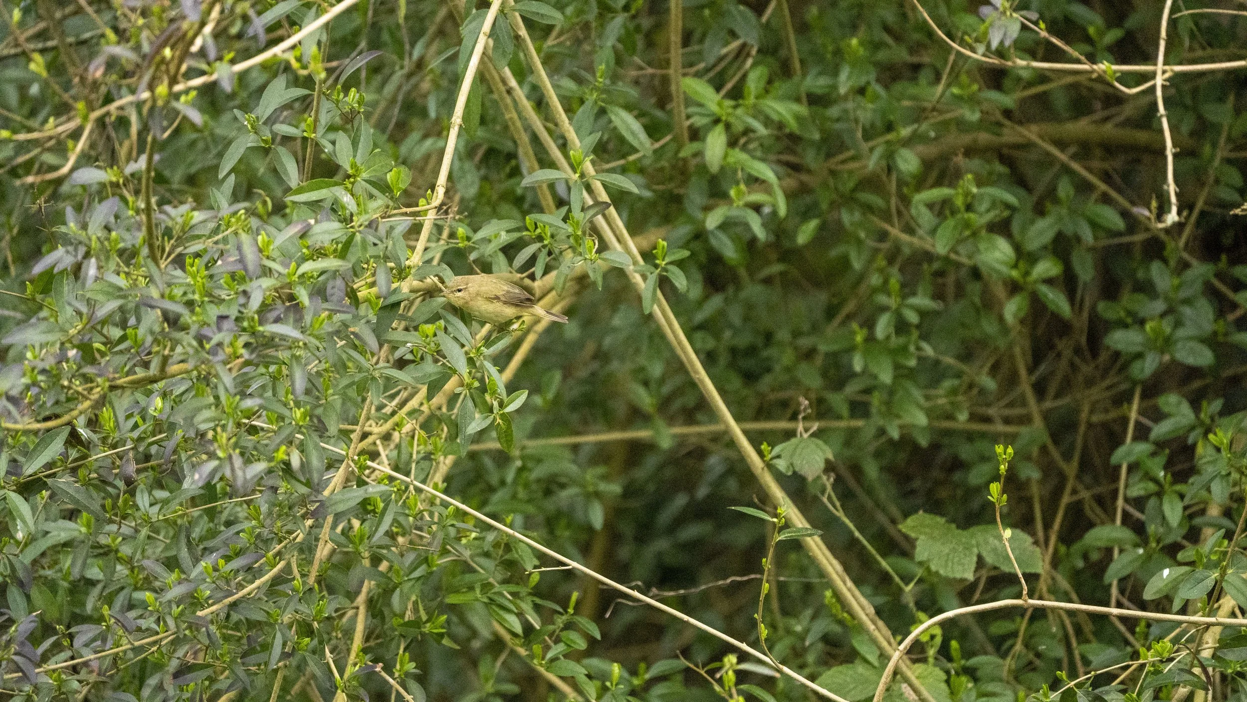 105 - RSPB Ham Wall - 12-03-2026.jpg