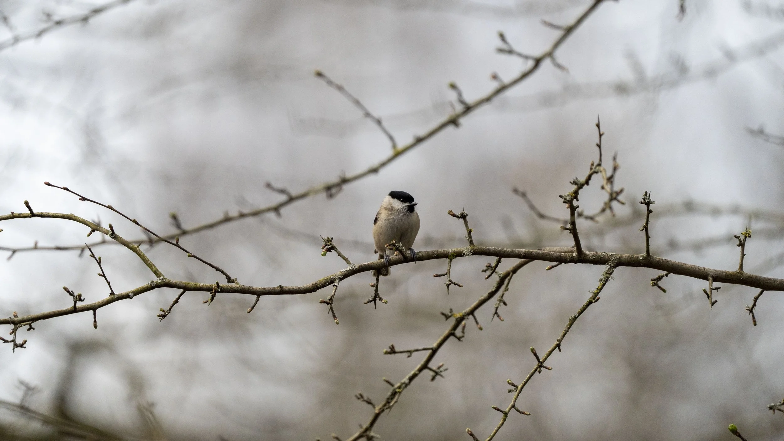 110 - Forest Of Dean - 11-03-2026.jpg