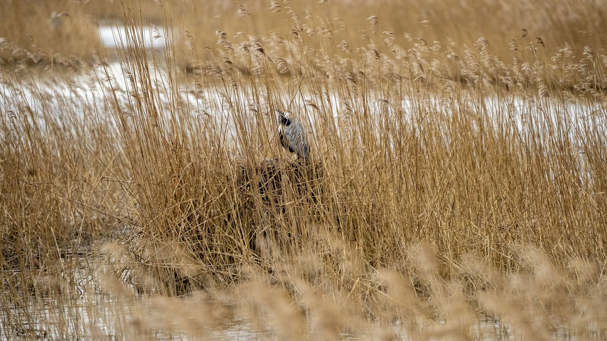 112 - RSPB Ham Wall - 12-03-2026.jpg